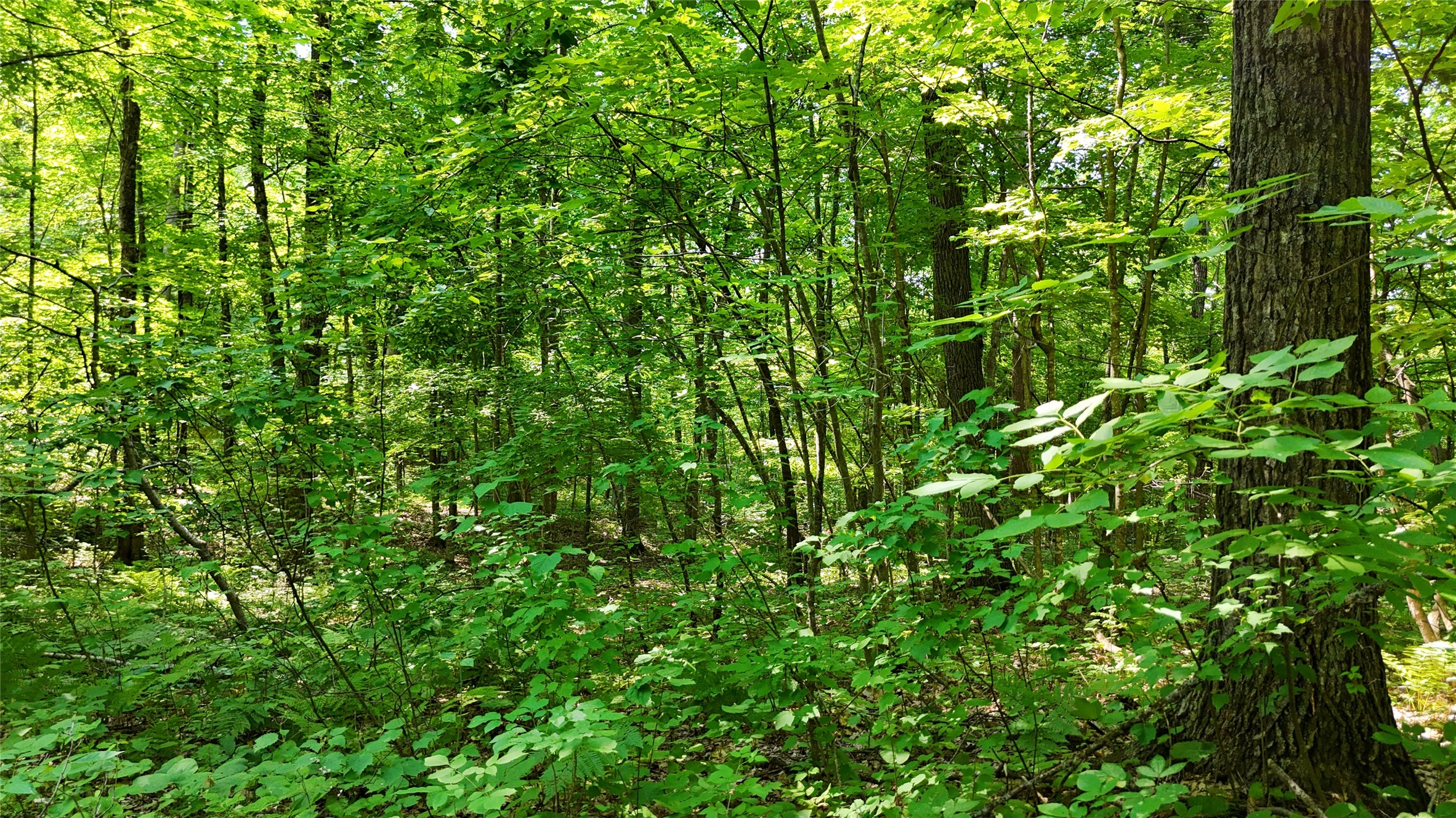 Lot 15 Wolf Lane Property Photo 19