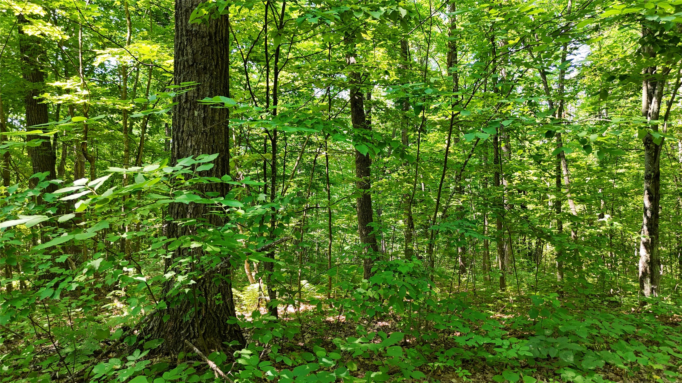 Lot 15 Wolf Lane Property Photo 20