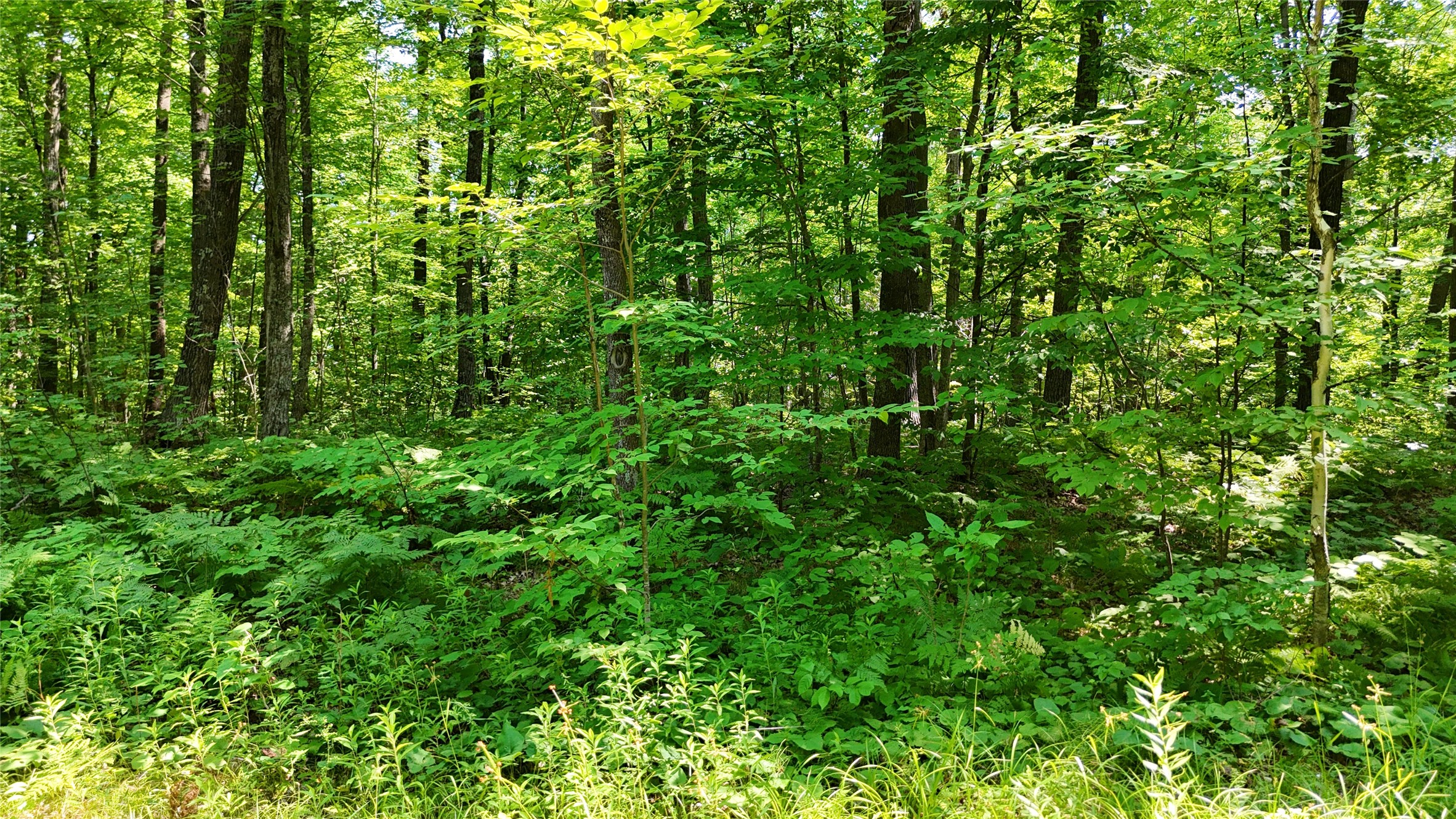Lot 15 Wolf Lane Property Photo 24