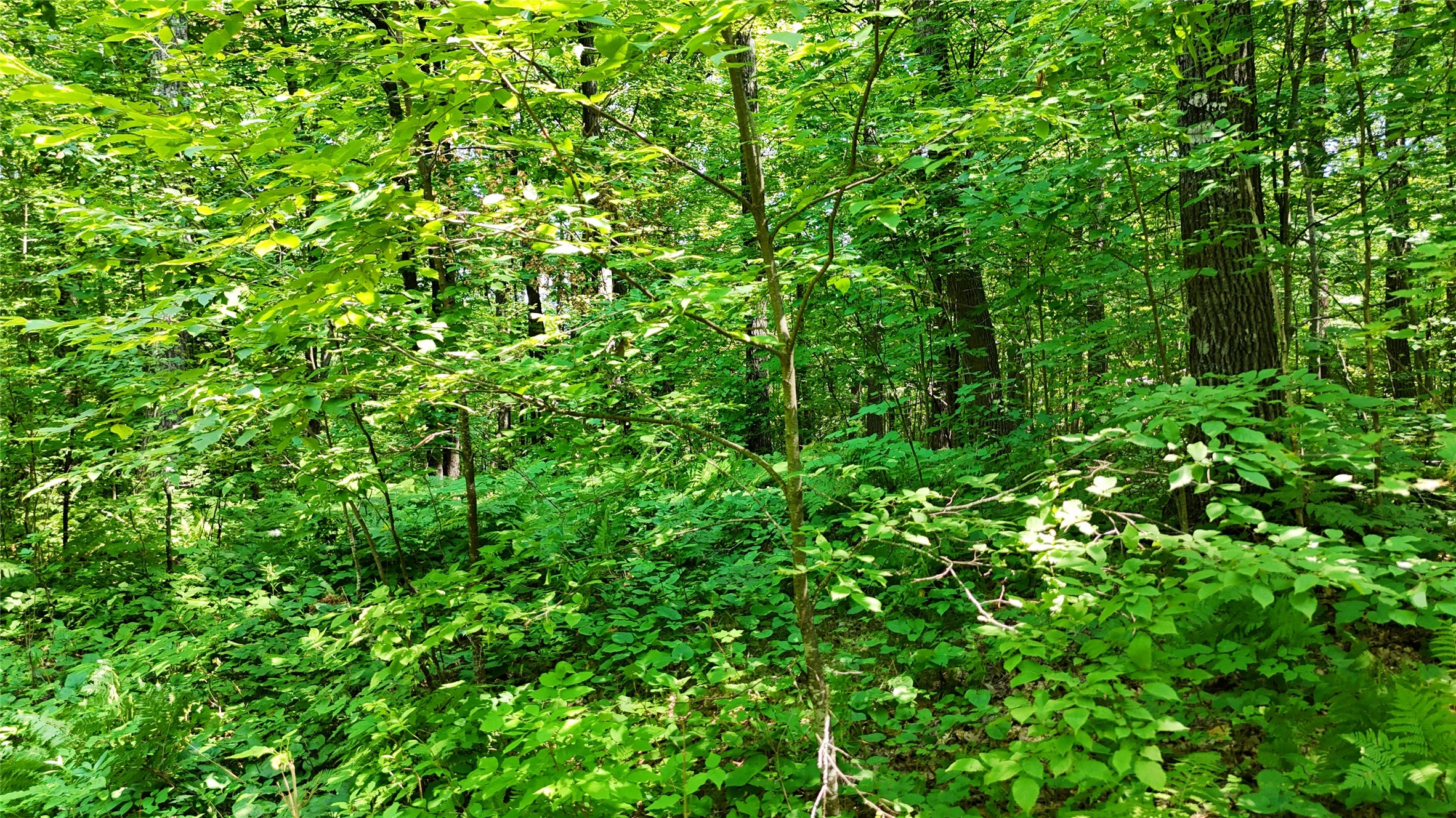 Lot 15 Wolf Lane Property Photo 37