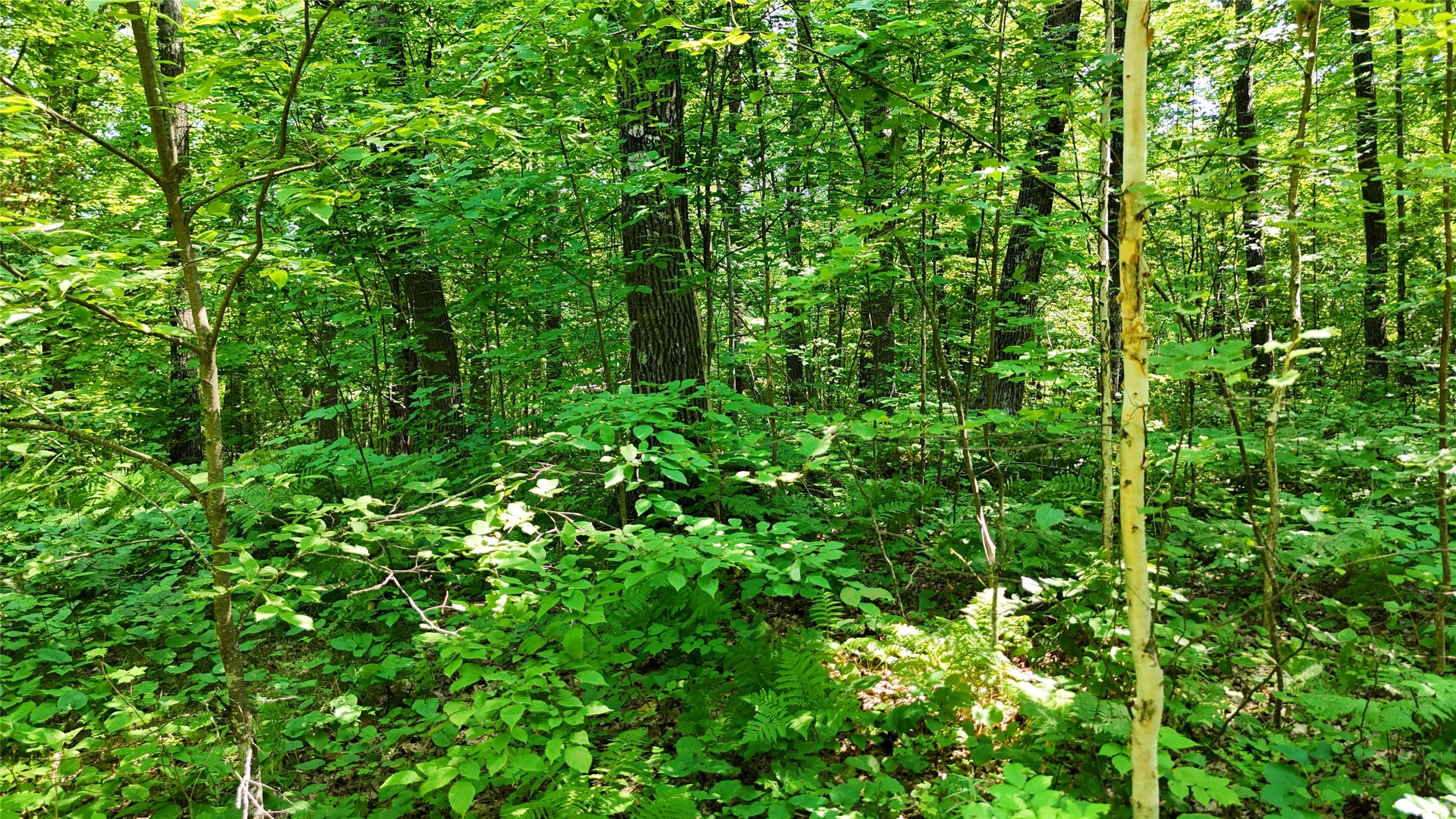Lot 15 Wolf Lane Property Photo 38