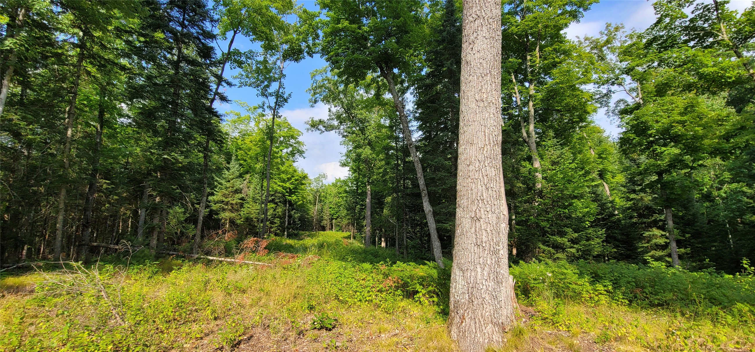0000 N Lower Twin Lake Property Photo 3
