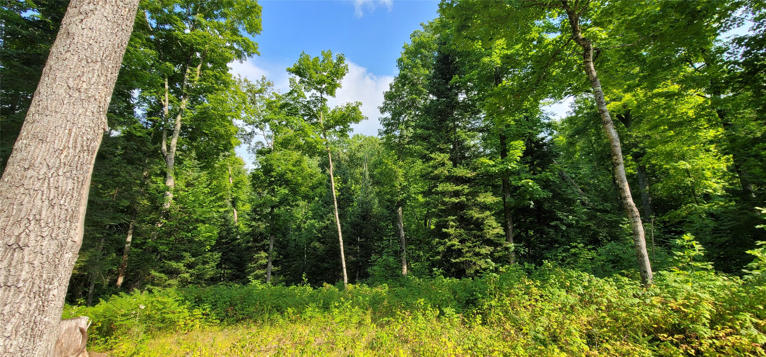 0000 N Lower Twin Lake Property Photo 4