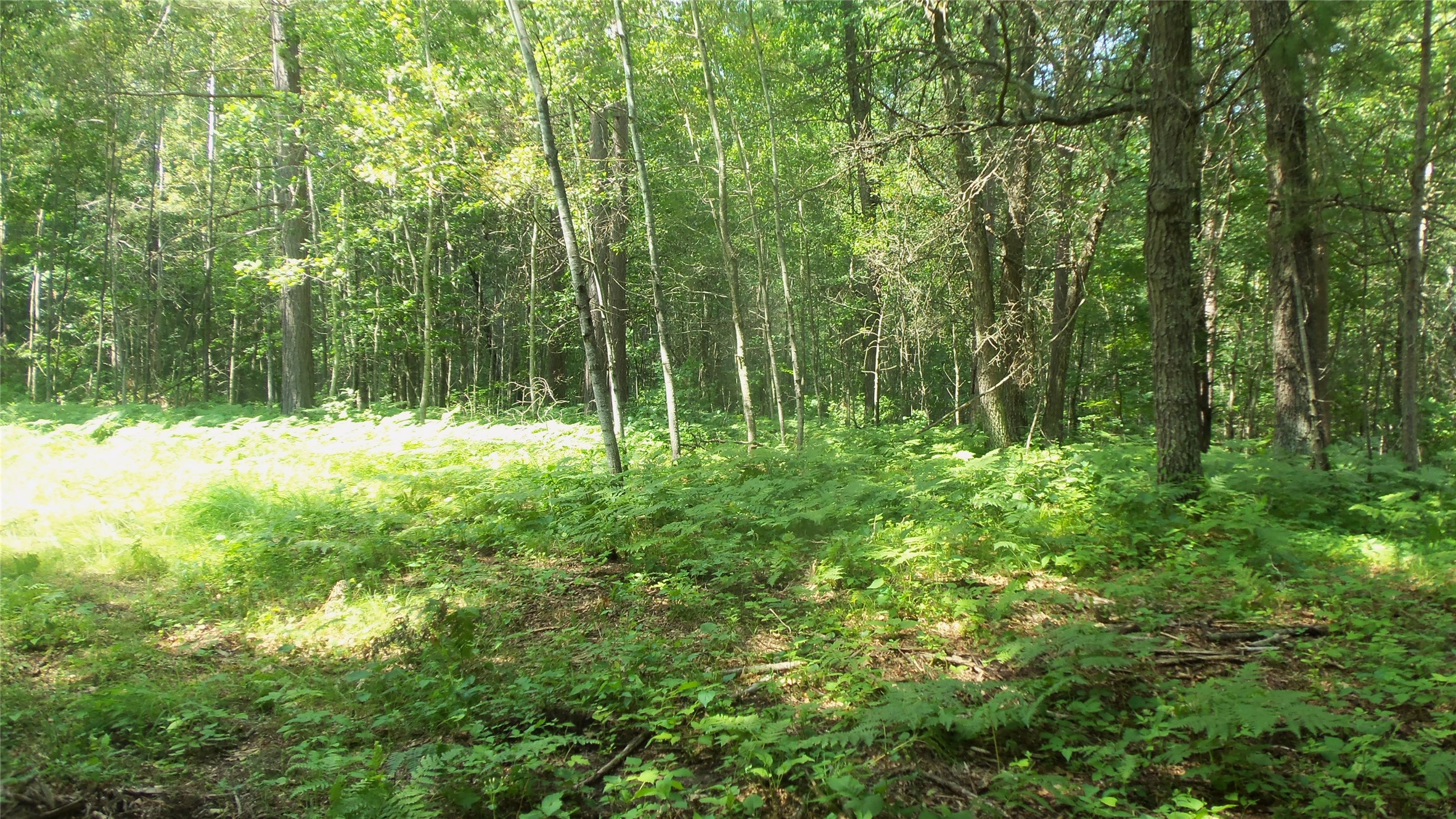 Lot 1 Birch Tree Trail Property Photo 7