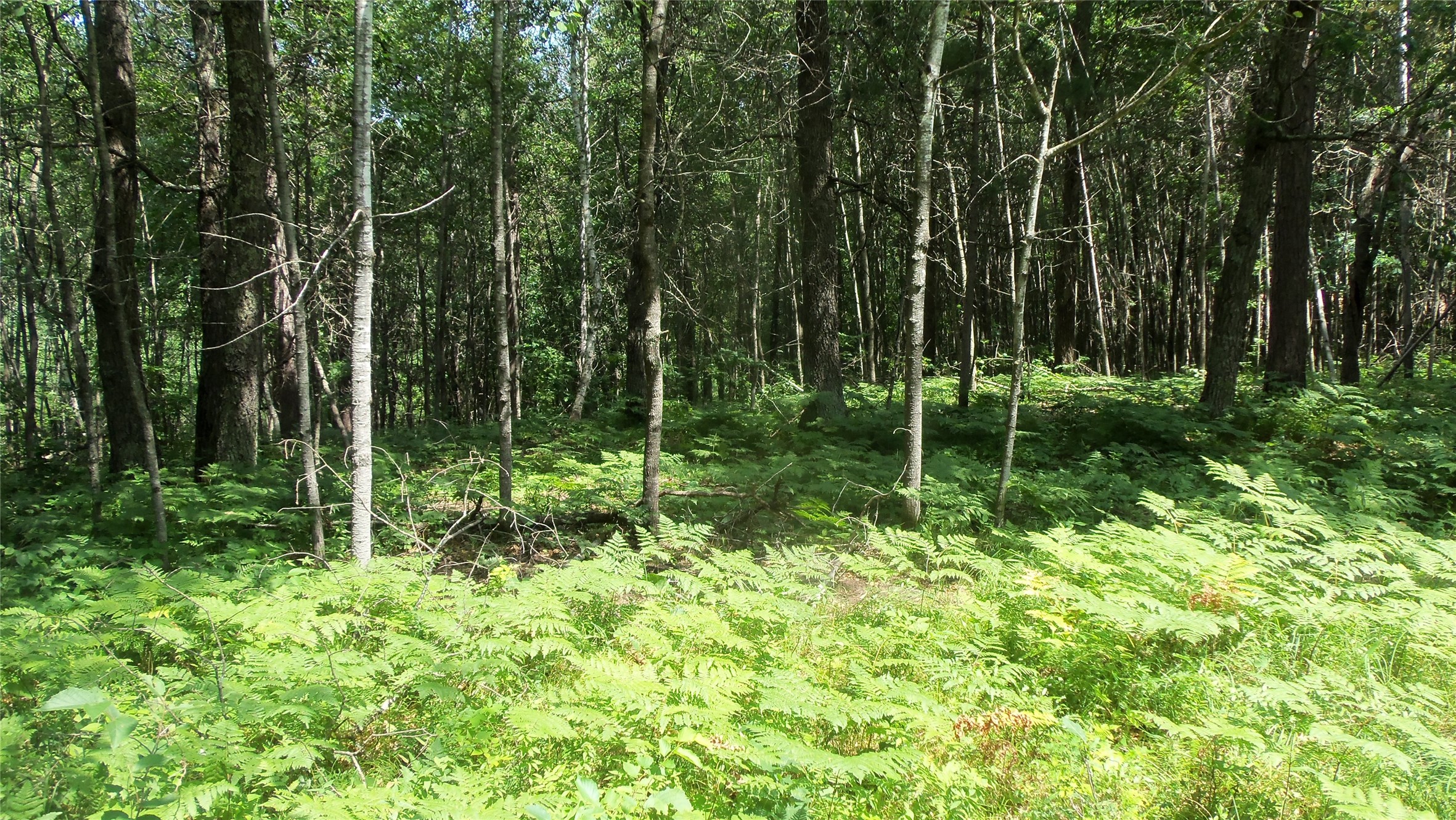 Lot 1 Birch Tree Trail Property Photo 10