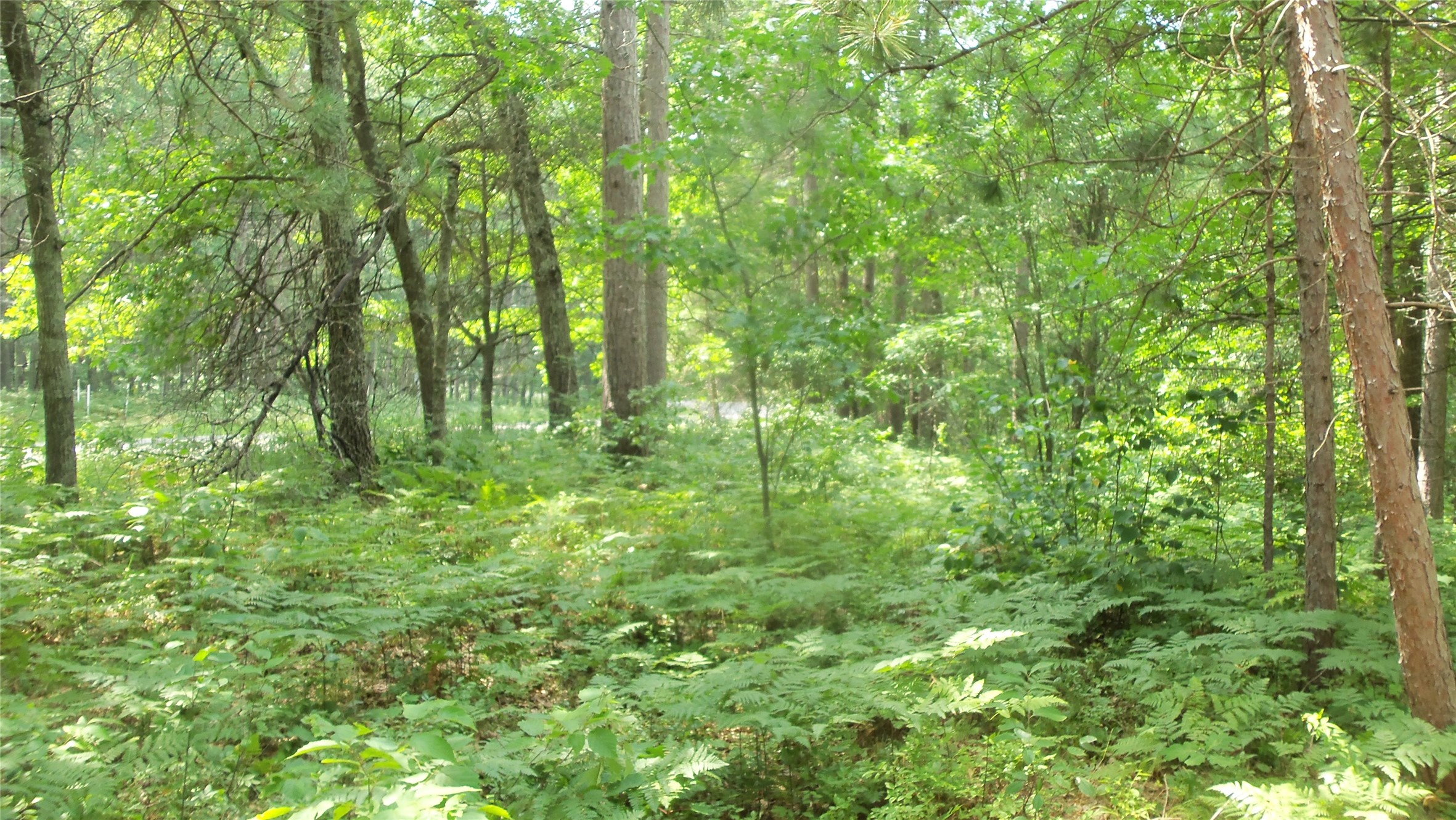 Lot 2 Birch Tree Trail Property Photo 4