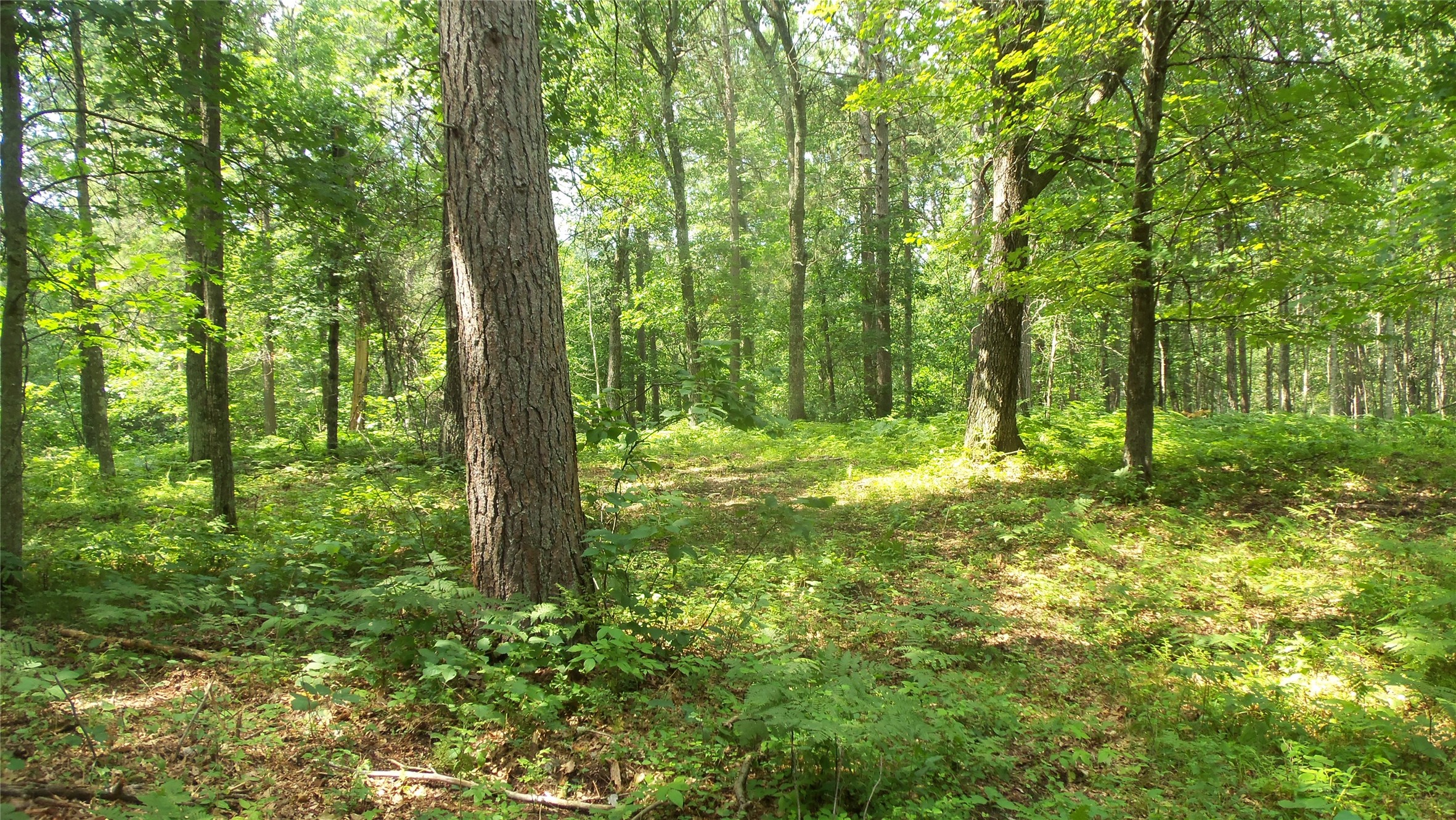 Lot 2 Birch Tree Trail Property Photo 9