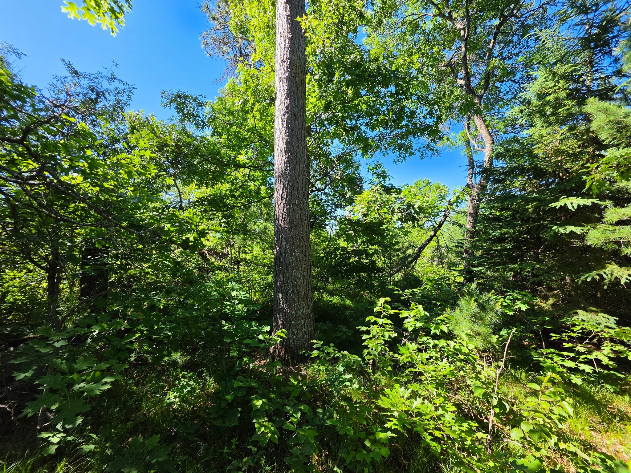 Lot 3 County Road T Property Photo 6
