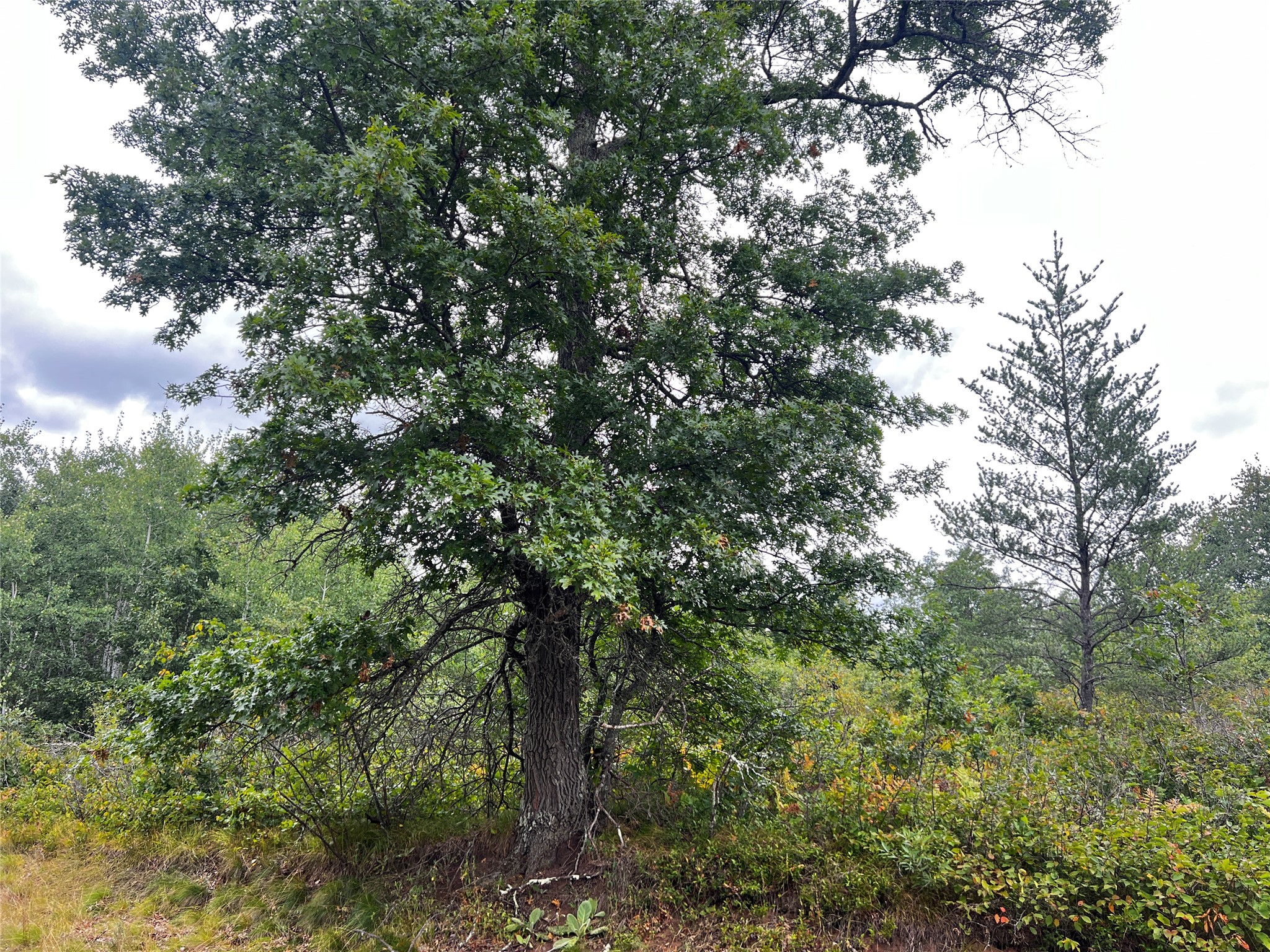 Lot 3 County Road T Property Photo 11