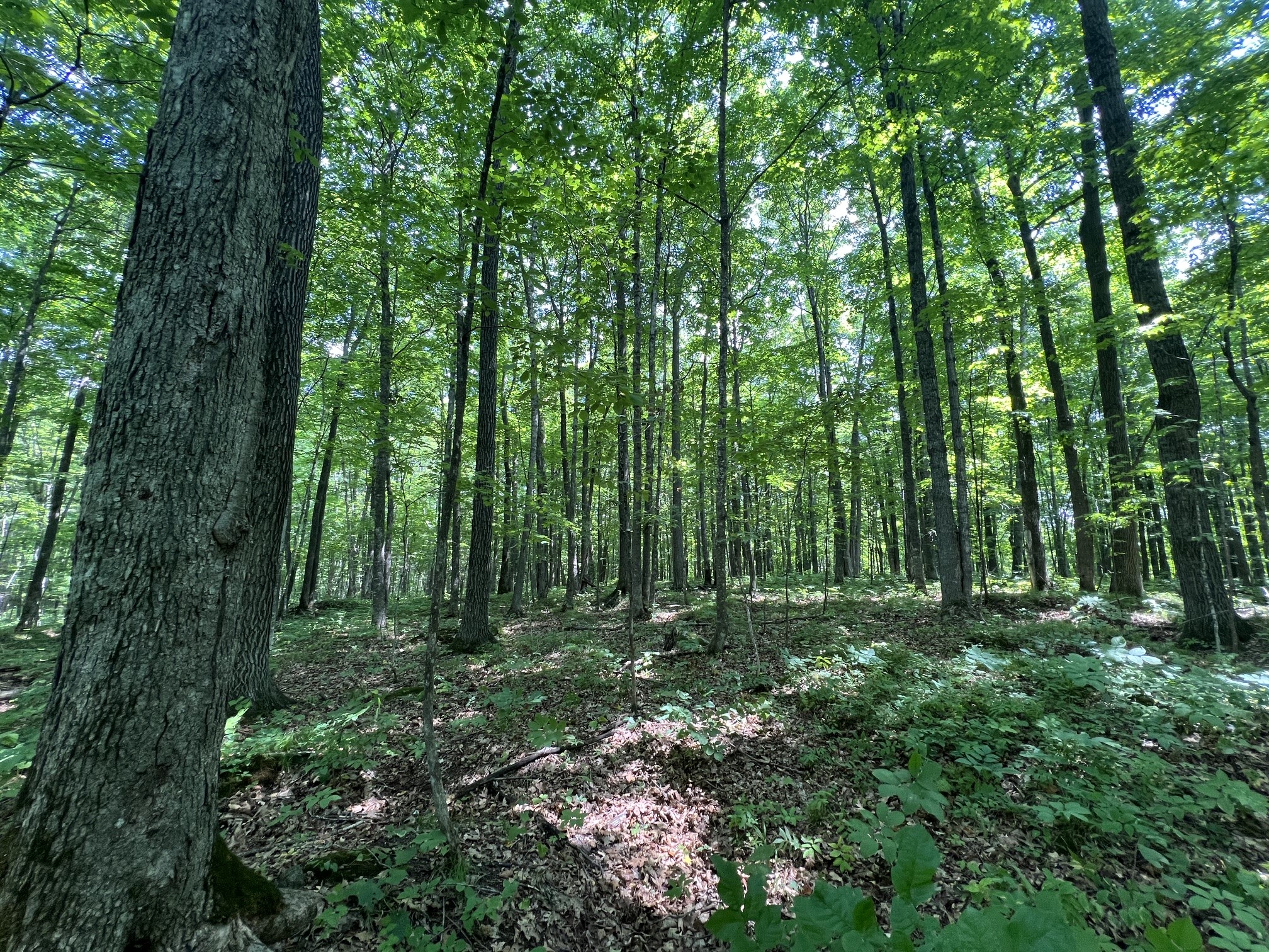 Lot 4 Smith Road Property Photo 5