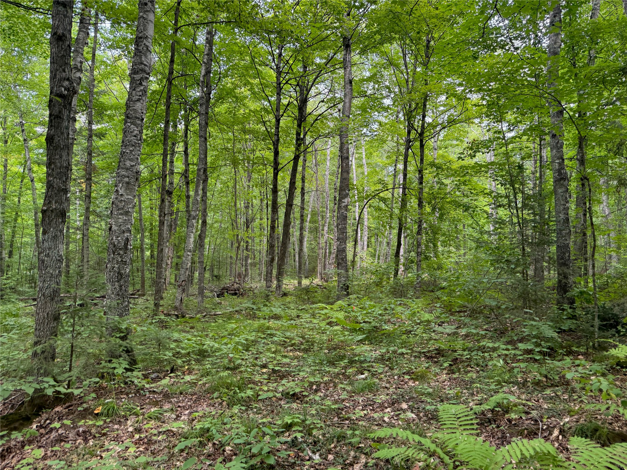 Lot 4 Scheers Road Property Photo 10