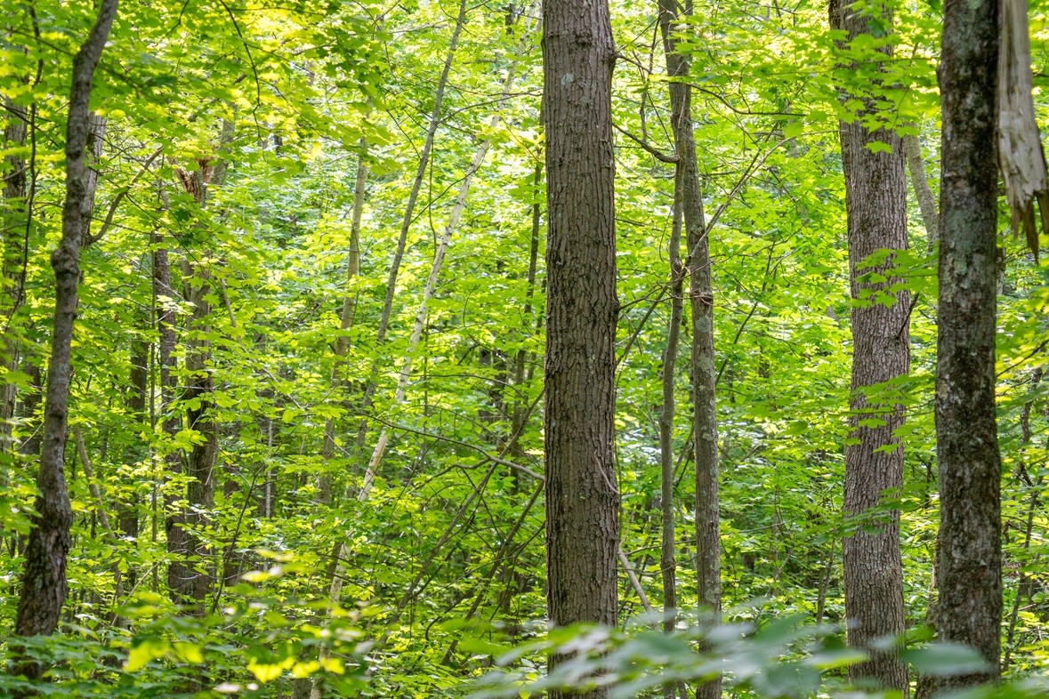 0 Us Highway 53 Property Photo 21