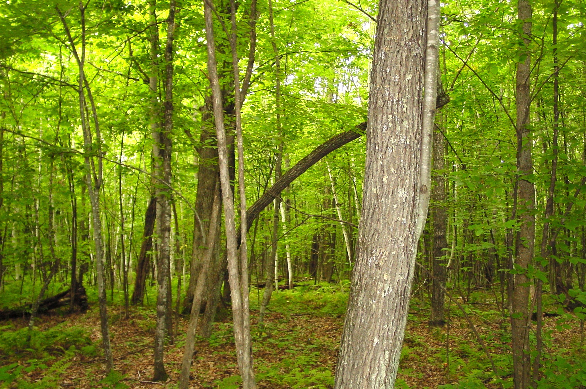 80 Acres On Bailey Road Property Photo 2
