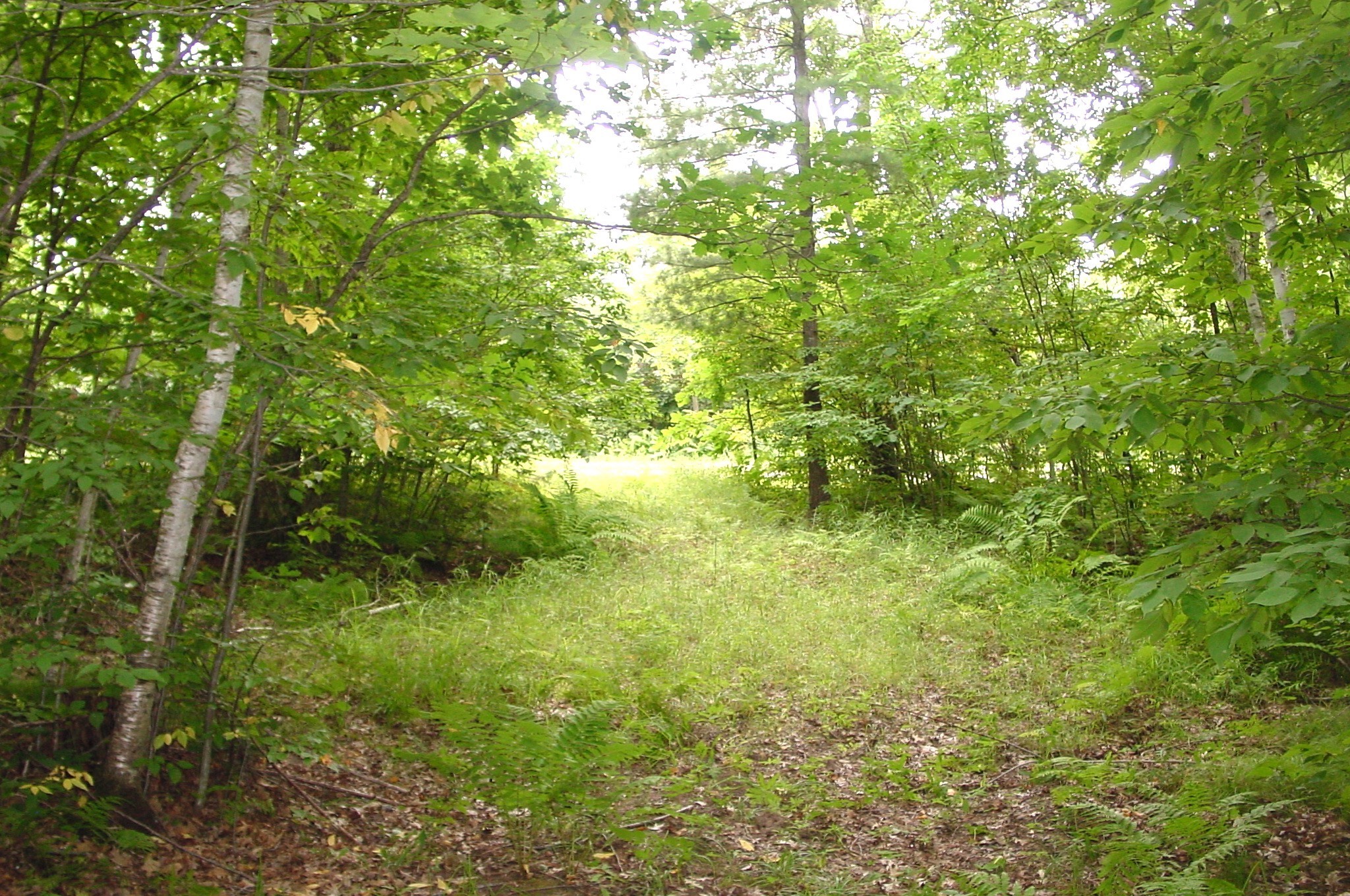 80 Acres On Bailey Road Property Photo 3