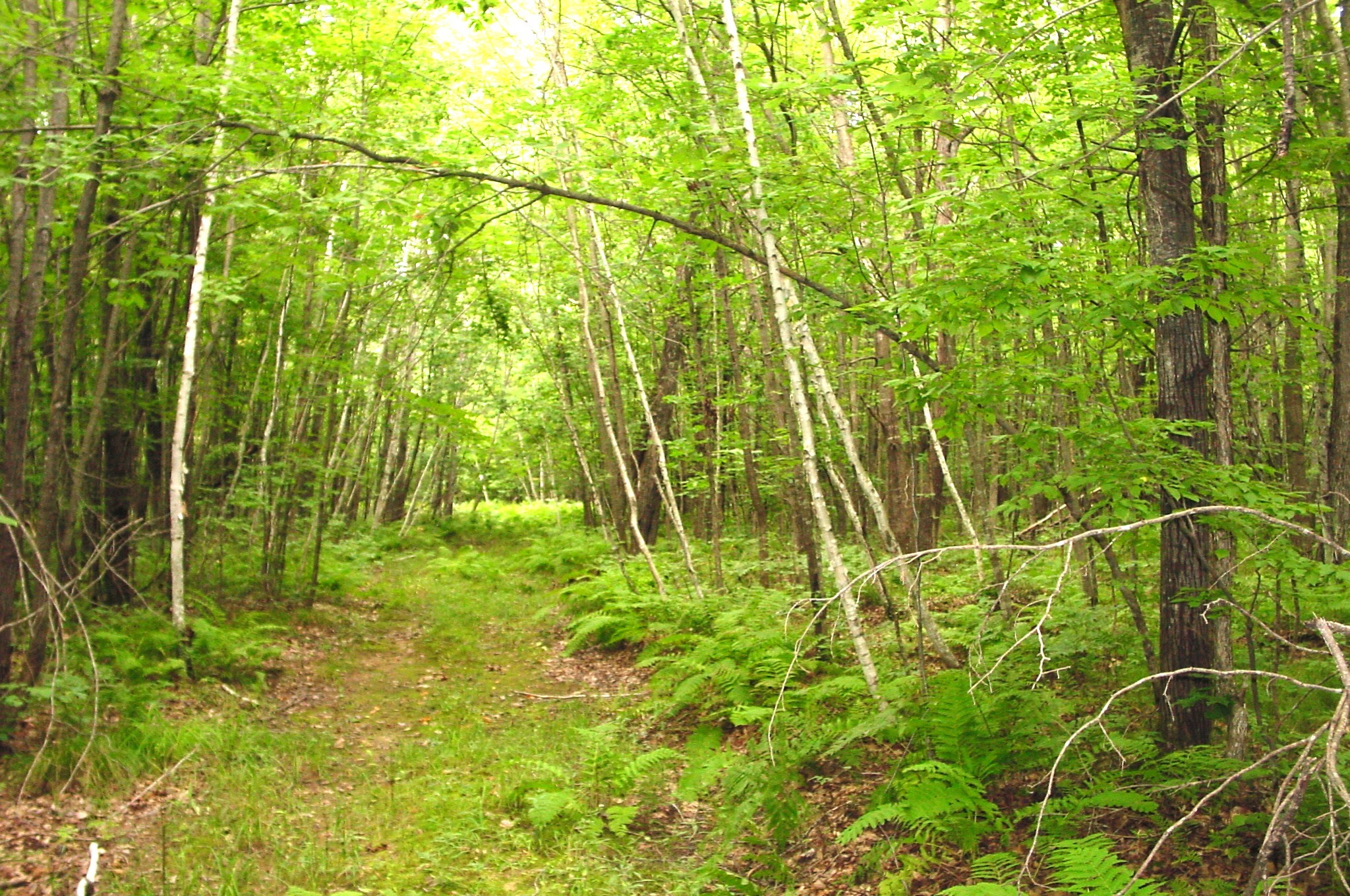 80 Acres On Bailey Road Property Photo 4