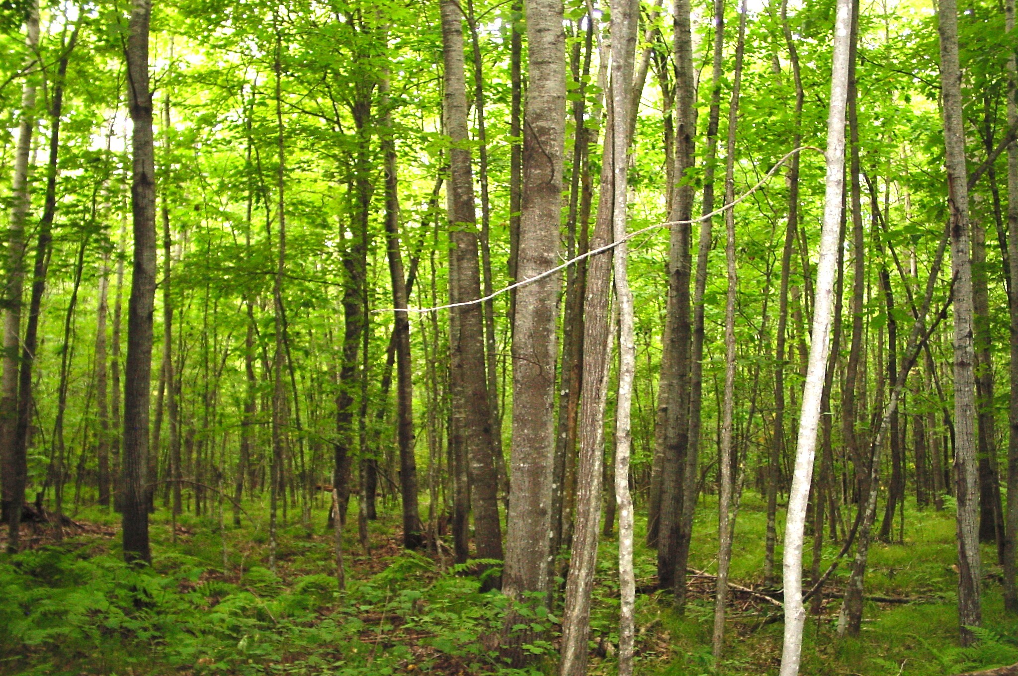 80 Acres On Bailey Road Property Photo 5