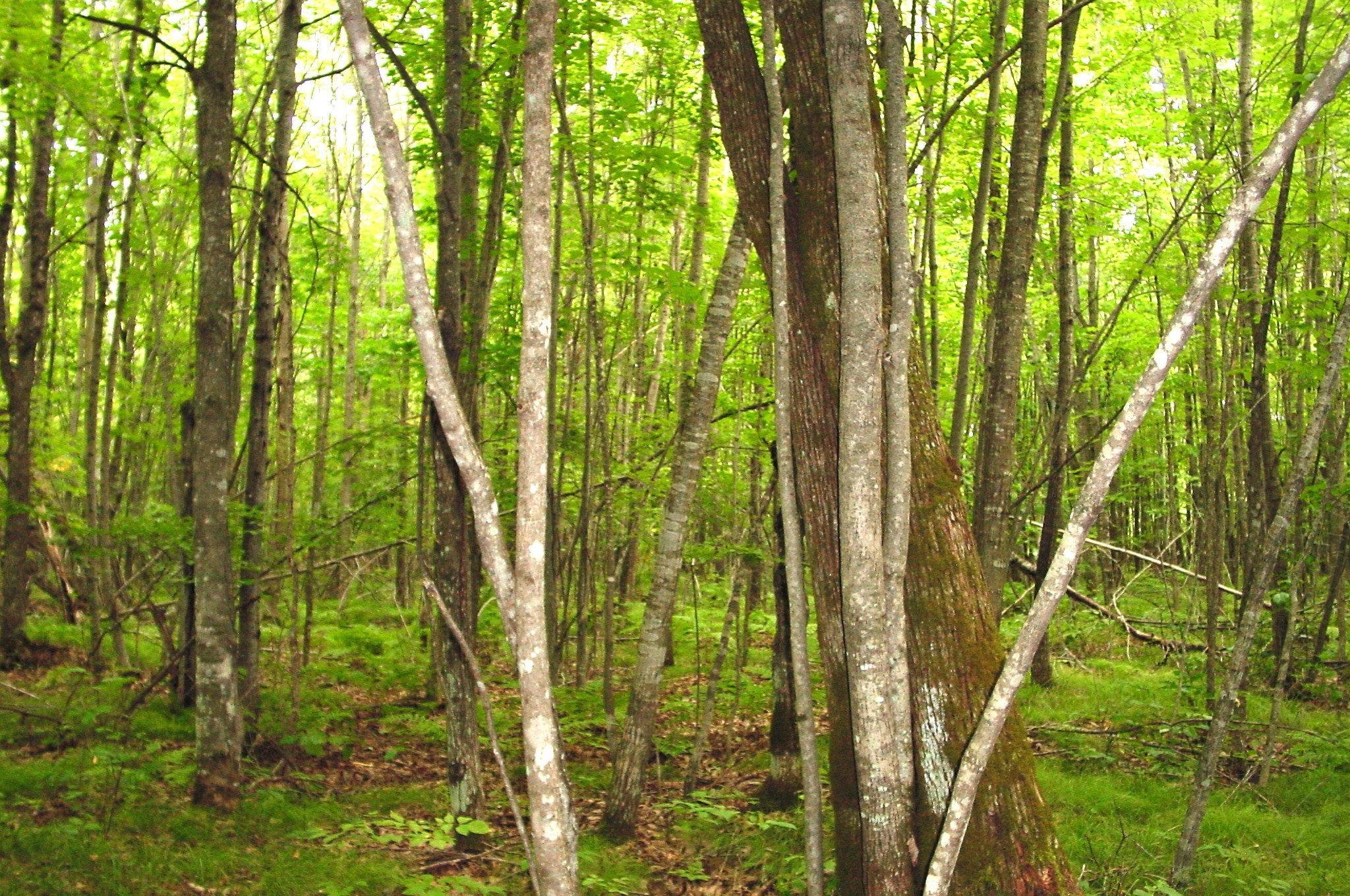 80 Acres On Bailey Road Property Photo 6