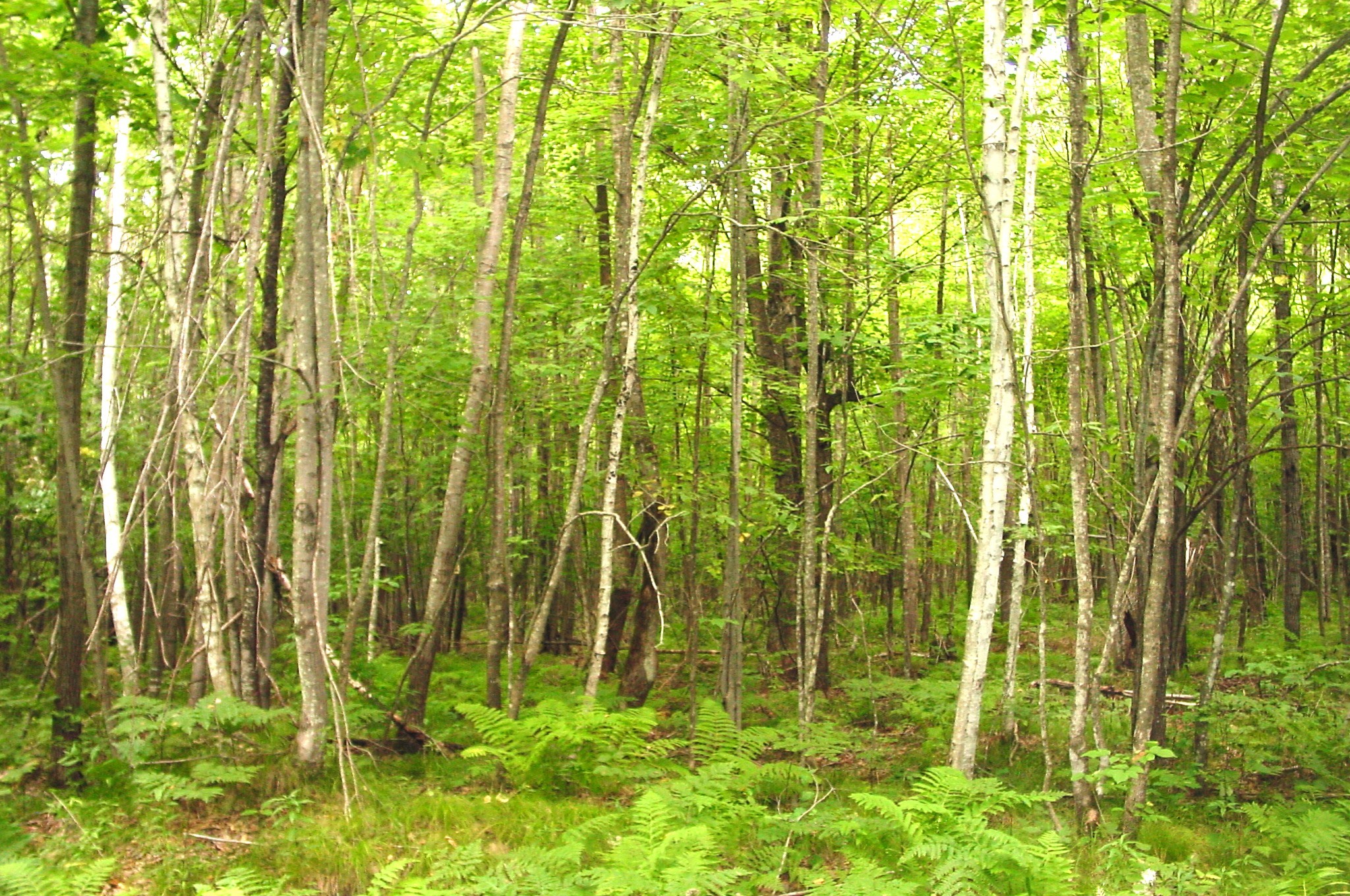 80 Acres On Bailey Road Property Photo 7