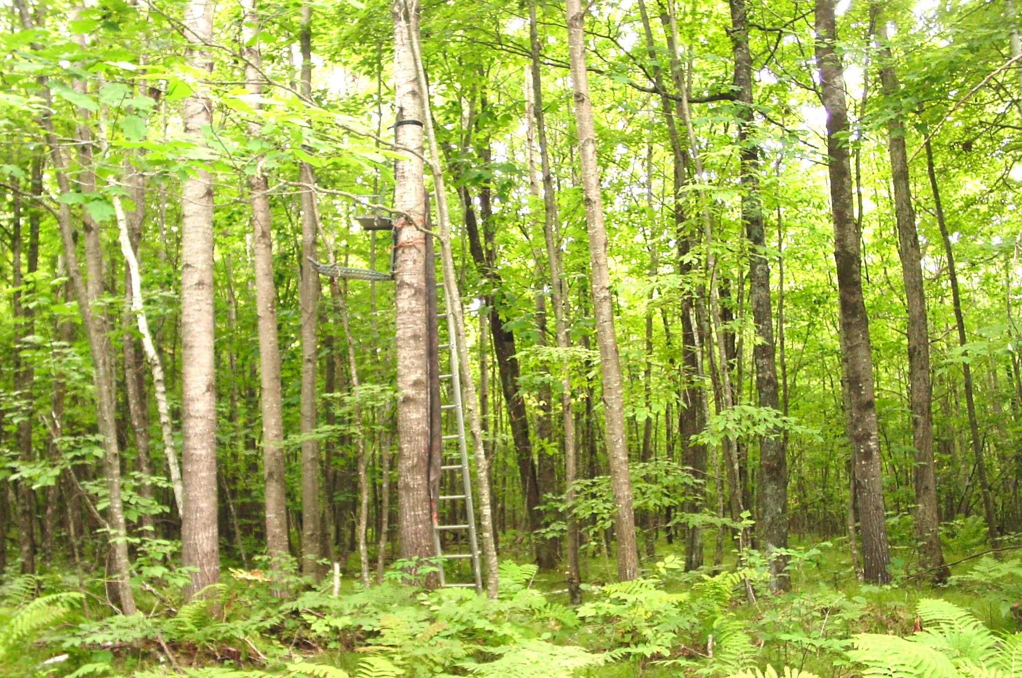 80 Acres On Bailey Road Property Photo 8