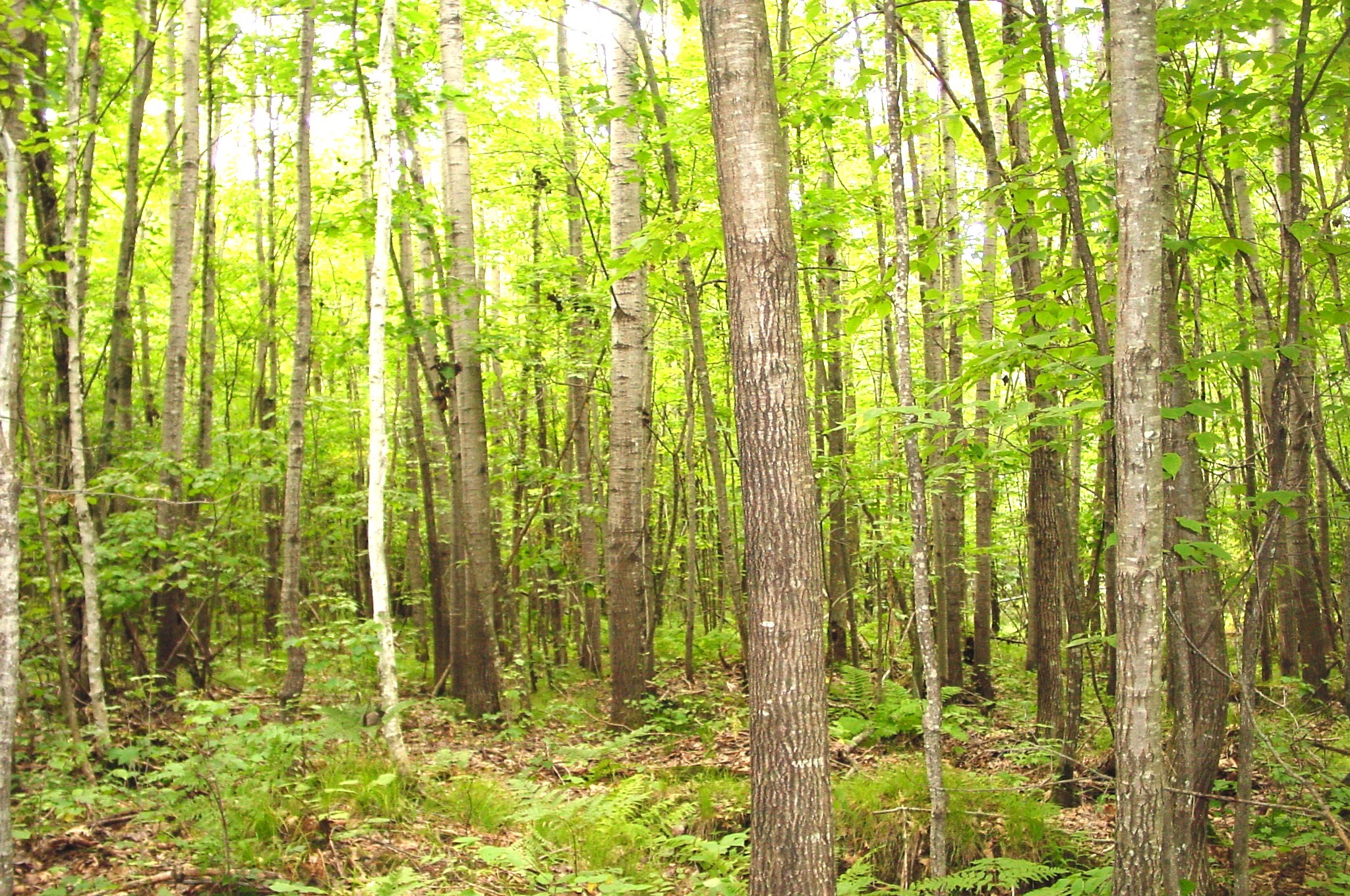 80 Acres On Bailey Road Property Photo 9