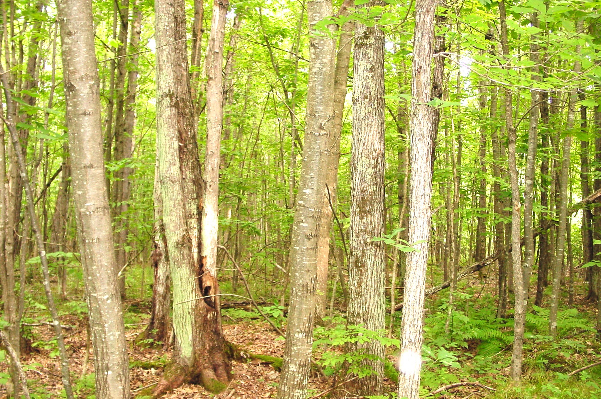 80 Acres On Bailey Road Property Photo 10