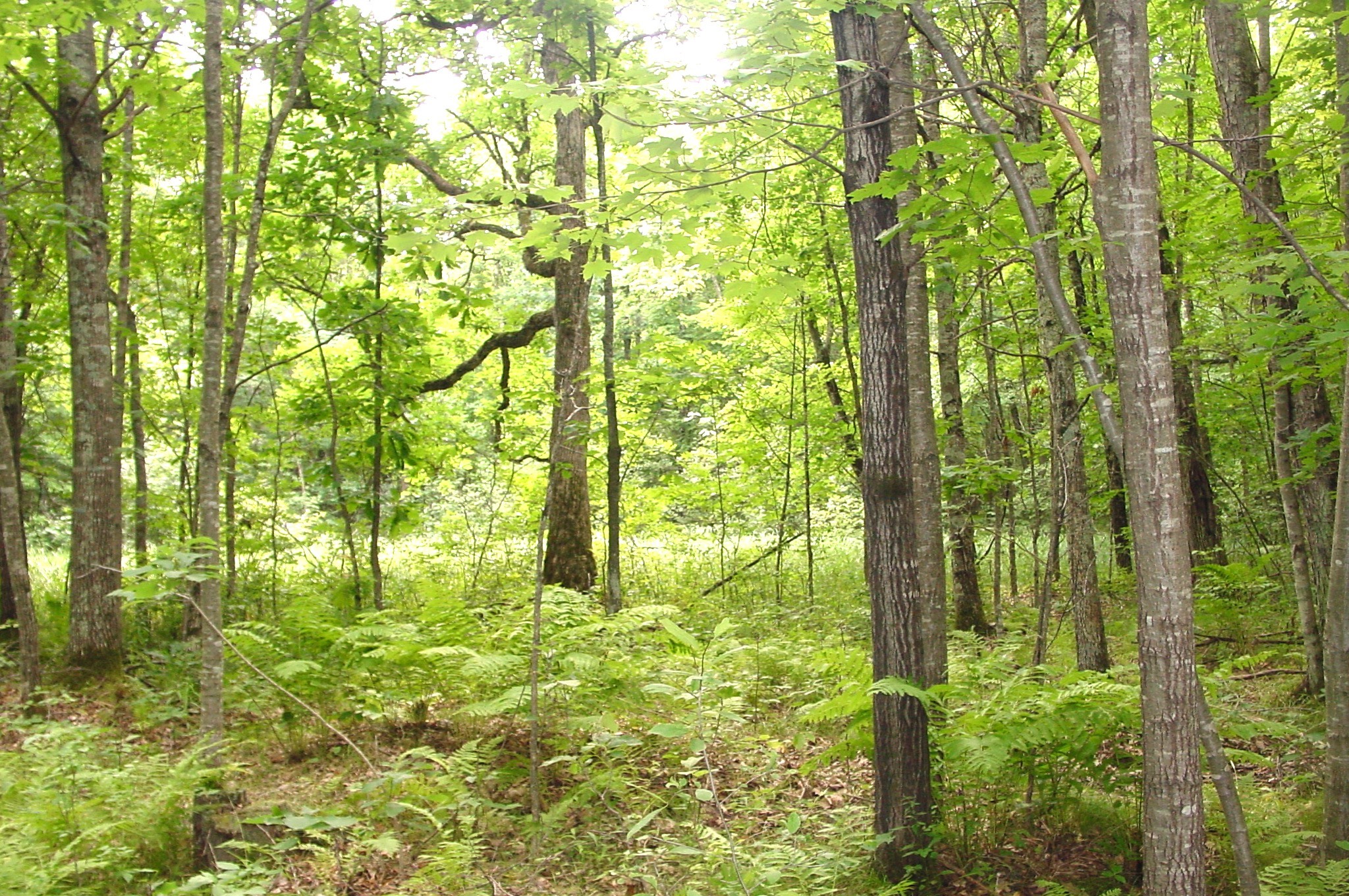 80 Acres On Bailey Road Property Photo 11