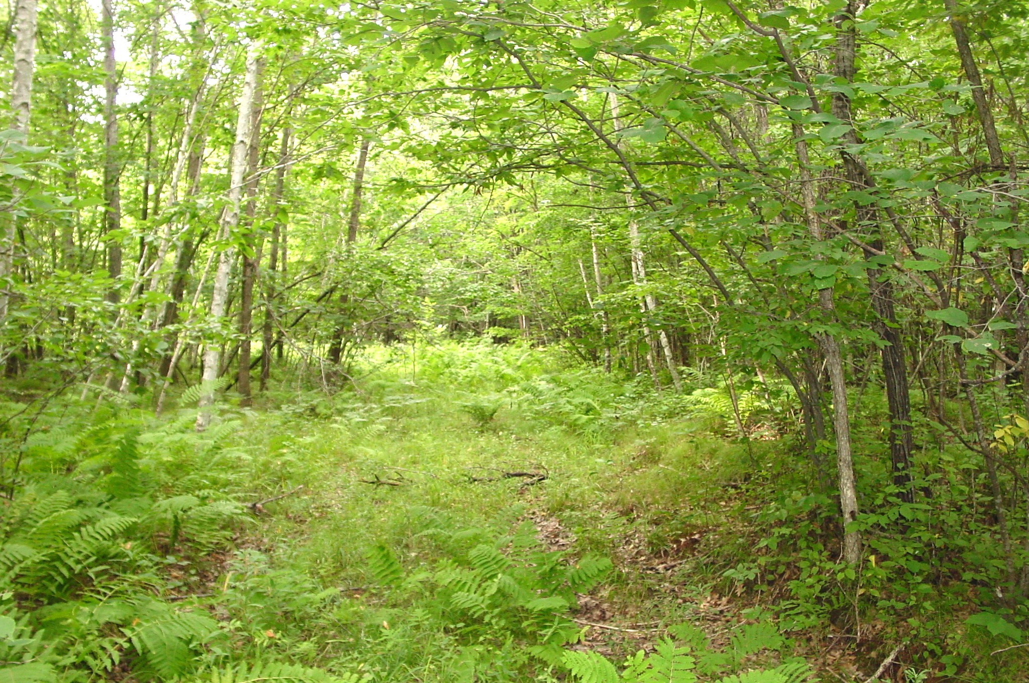 80 Acres On Bailey Road Property Photo 12