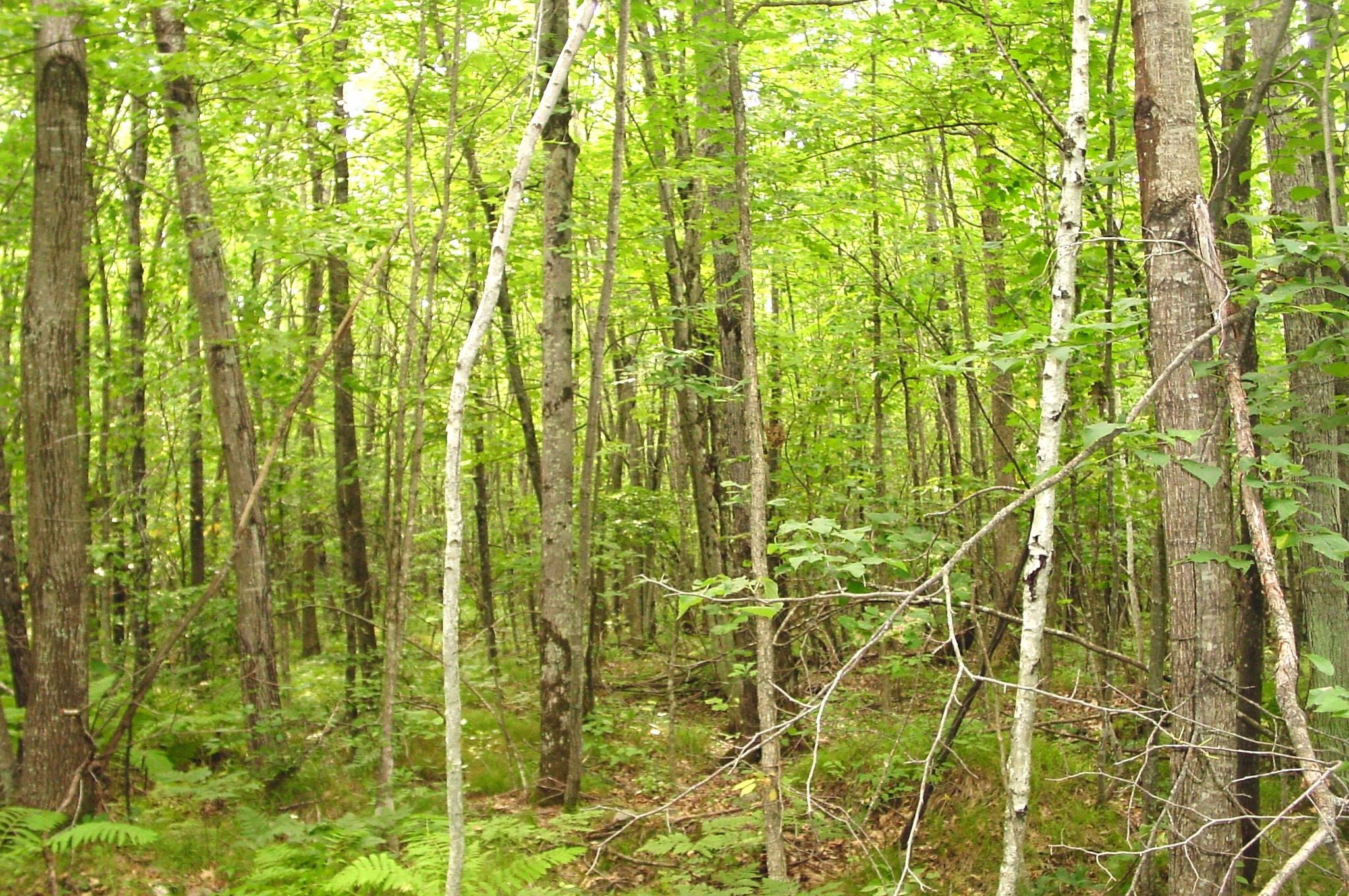 80 Acres On Bailey Road Property Photo 13
