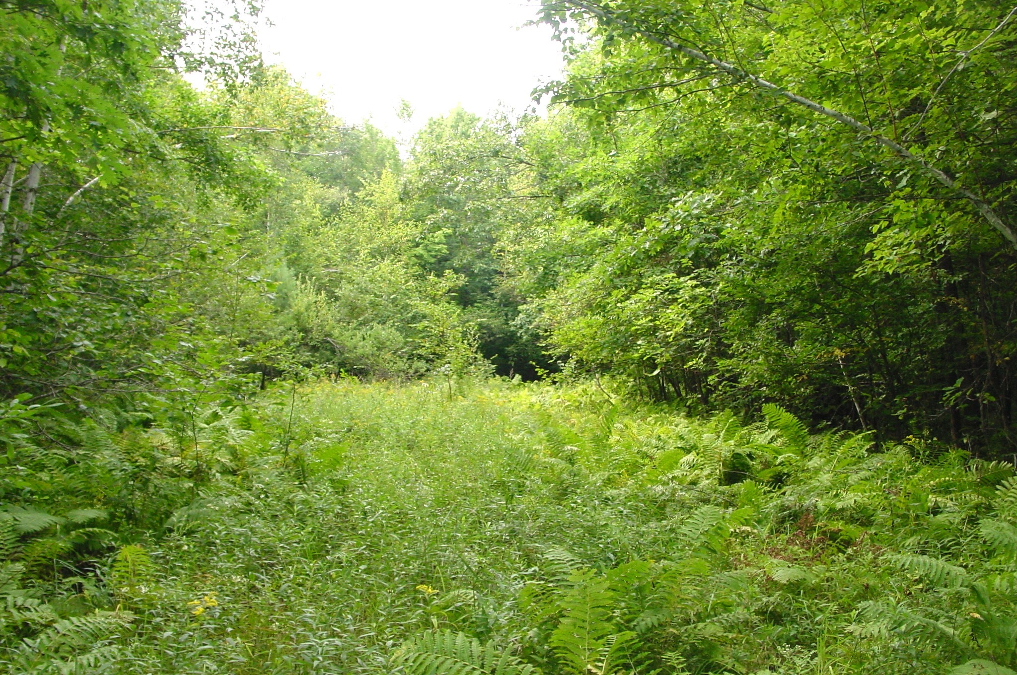 80 Acres On Bailey Road Property Photo 14