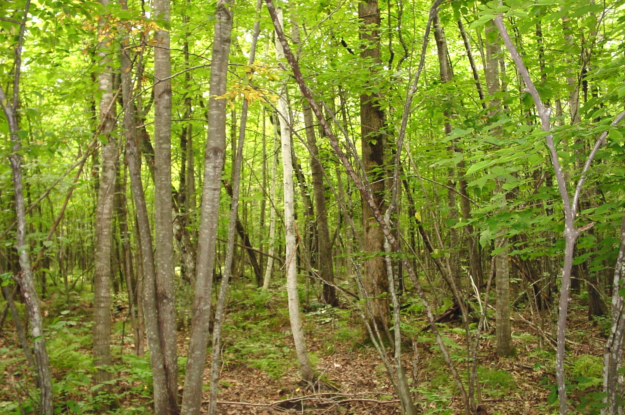 80 Acres On Bailey Road Property Photo 15