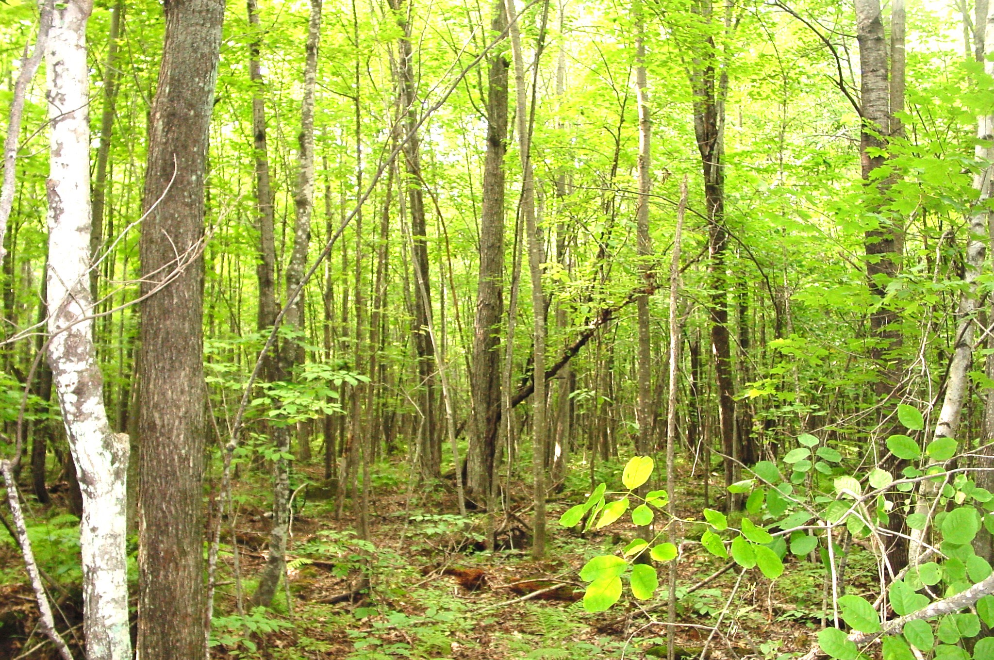 80 Acres On Bailey Road Property Photo 16