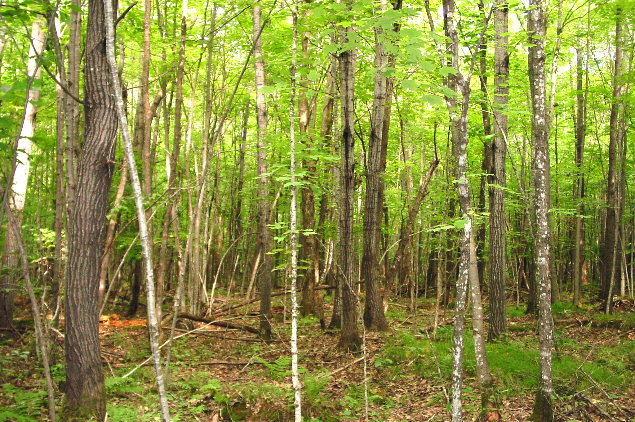 80 Acres On Bailey Road Property Photo 17