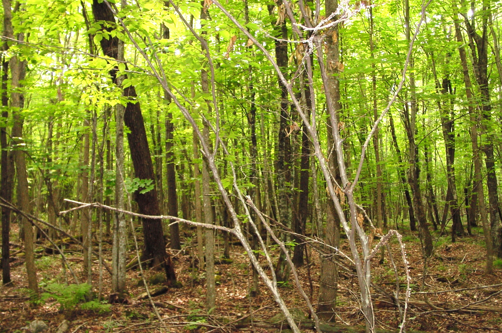 80 Acres On Bailey Road Property Photo 18