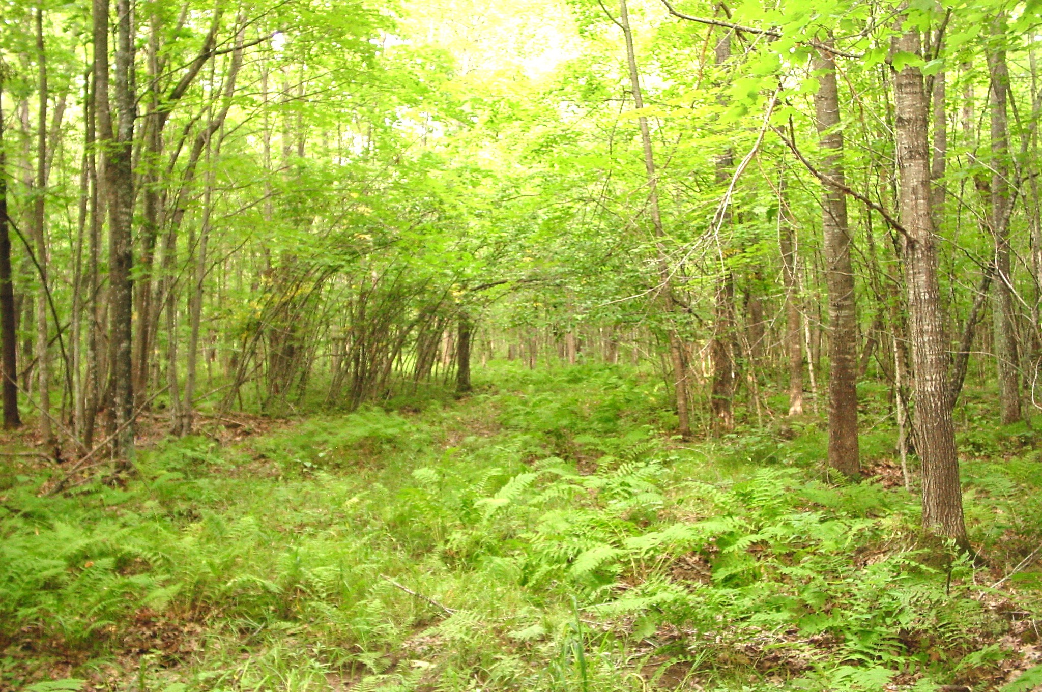 80 Acres On Bailey Road Property Photo 19