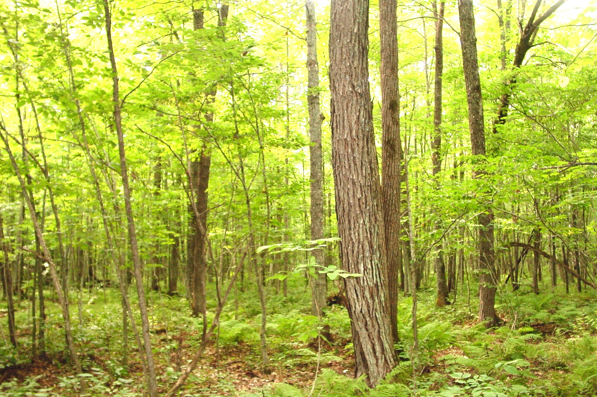 80 Acres On Bailey Road Property Photo 20
