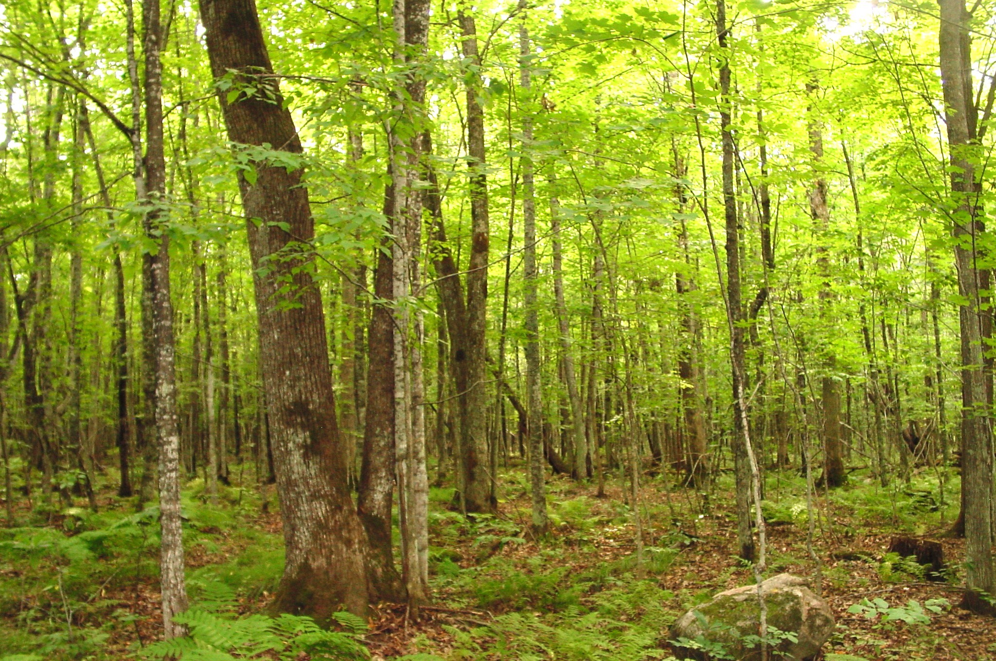80 Acres On Bailey Road Property Photo 21