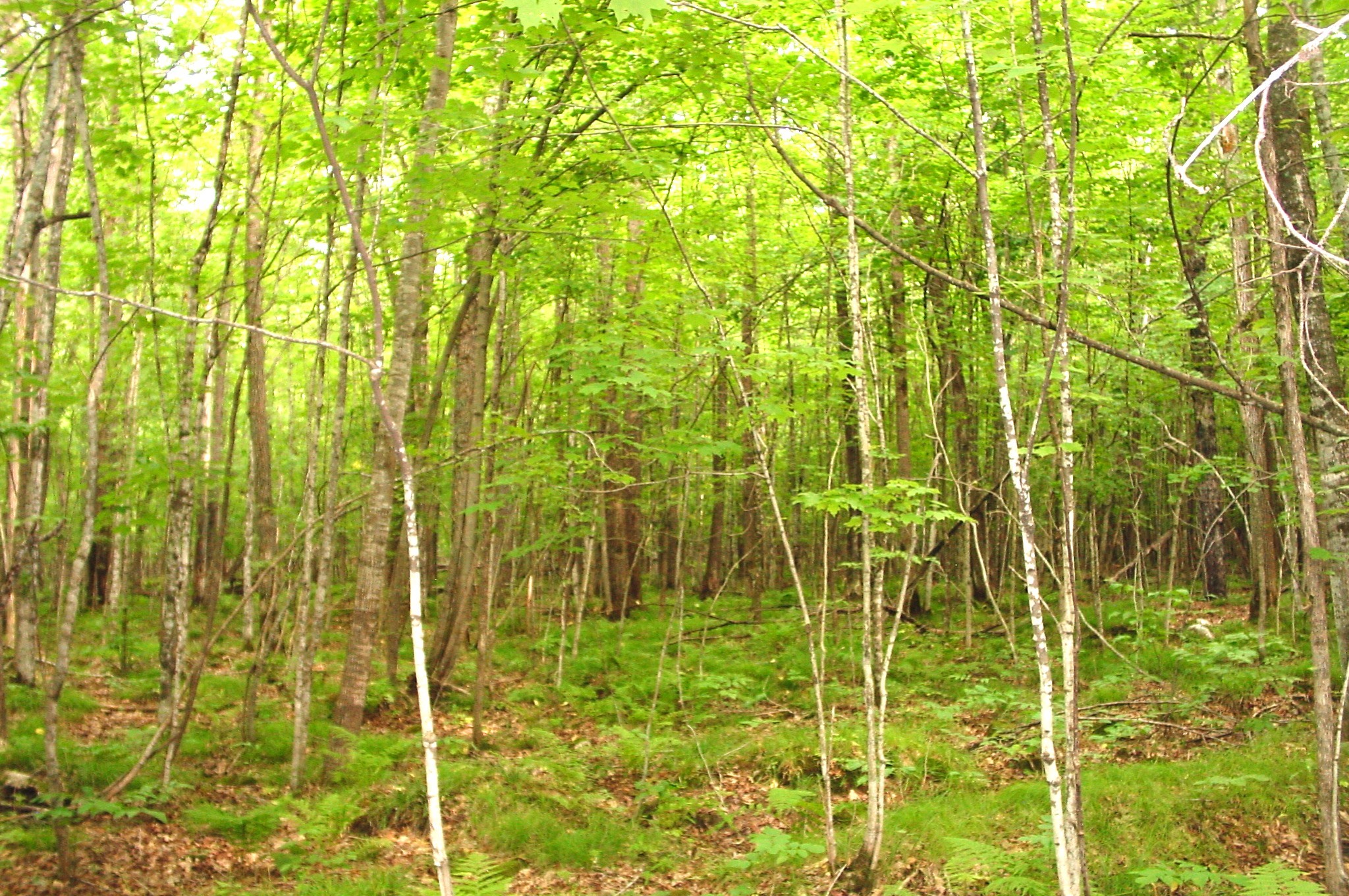 80 Acres On Bailey Road Property Photo 22