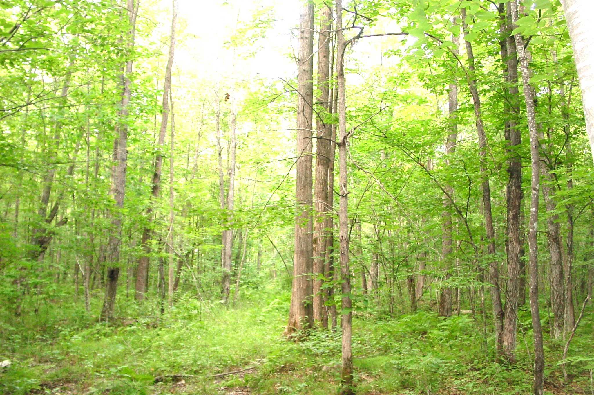 80 Acres On Bailey Road Property Photo 23