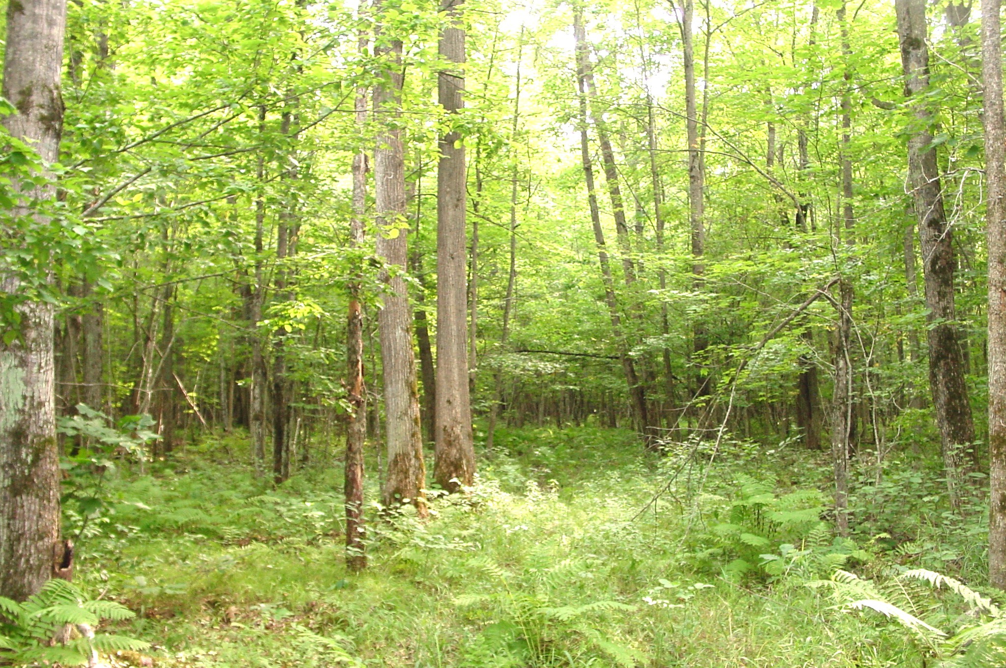 80 Acres On Bailey Road Property Photo 24