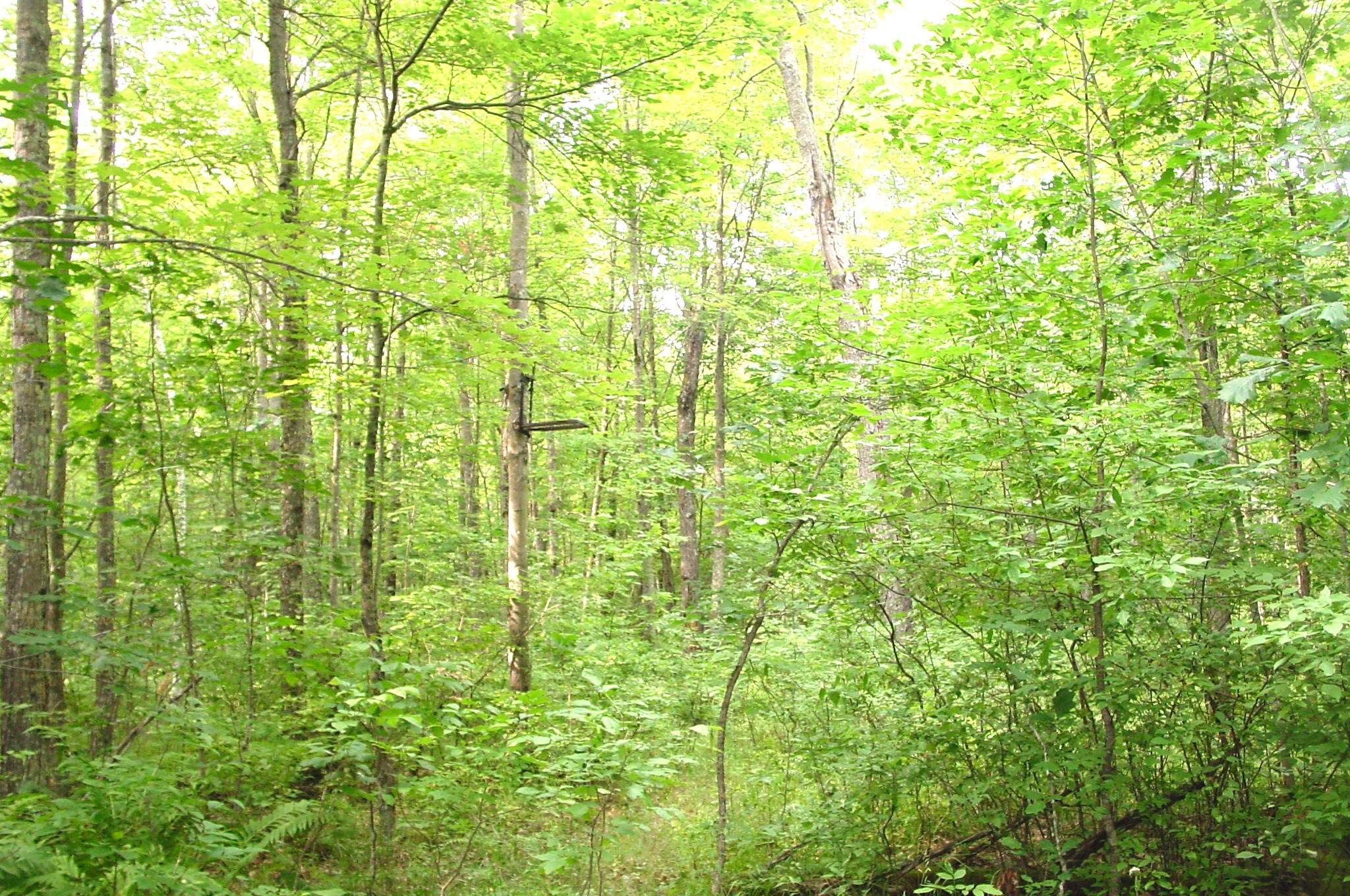 80 Acres On Bailey Road Property Photo 25