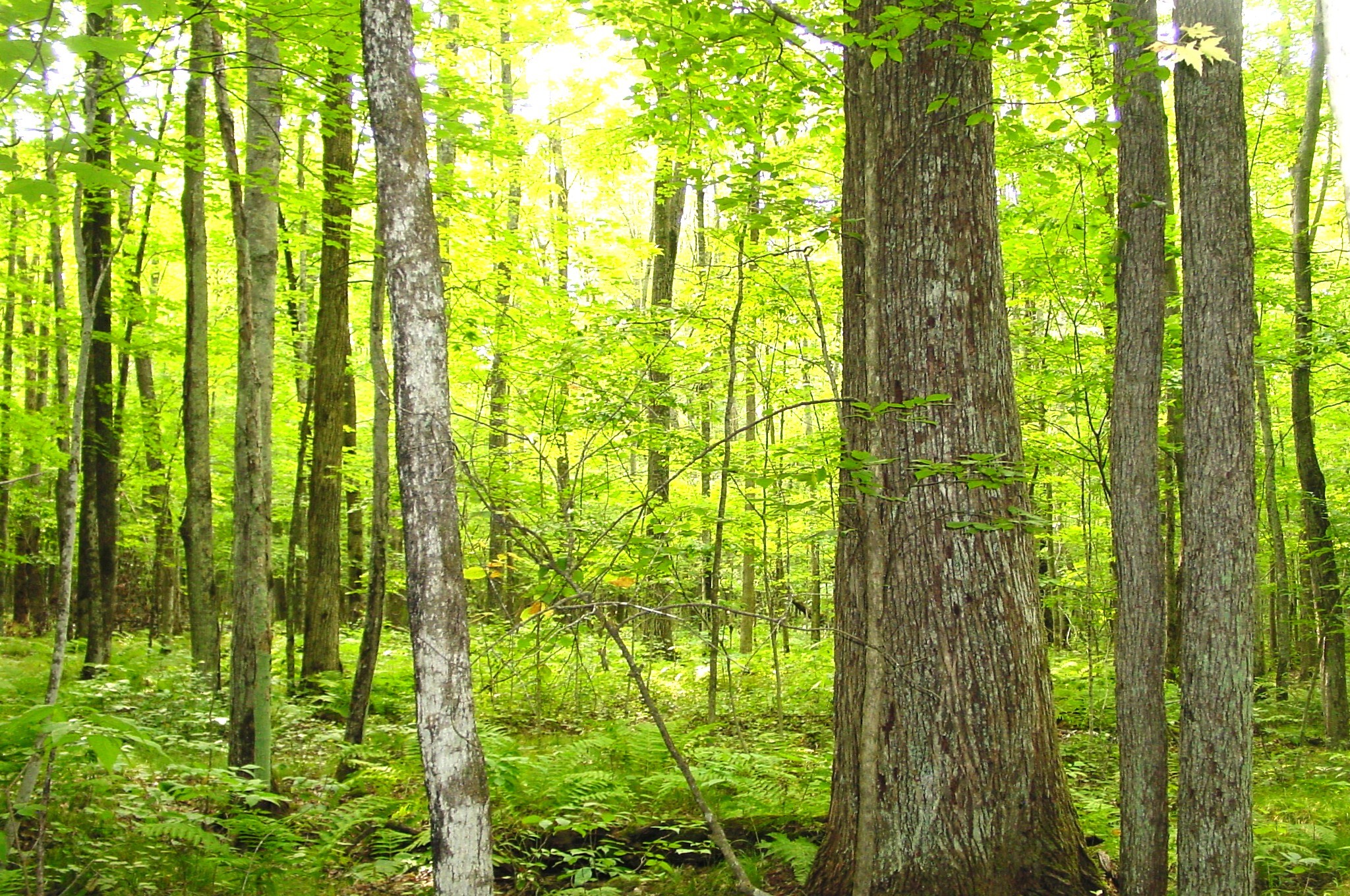 80 Acres On Bailey Road Property Photo 27