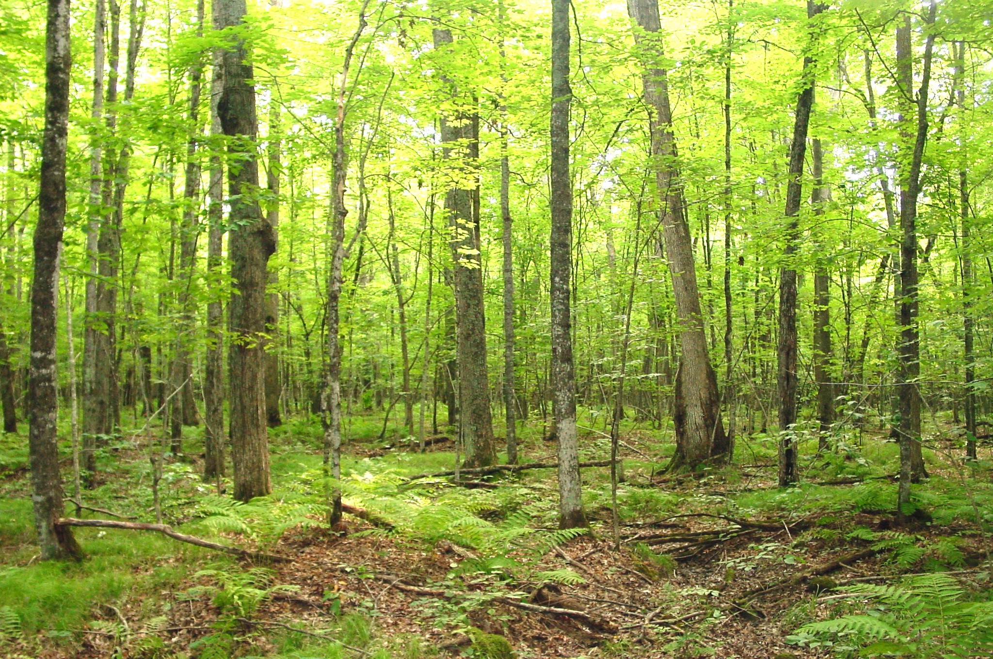 80 Acres On Bailey Road Property Photo 28
