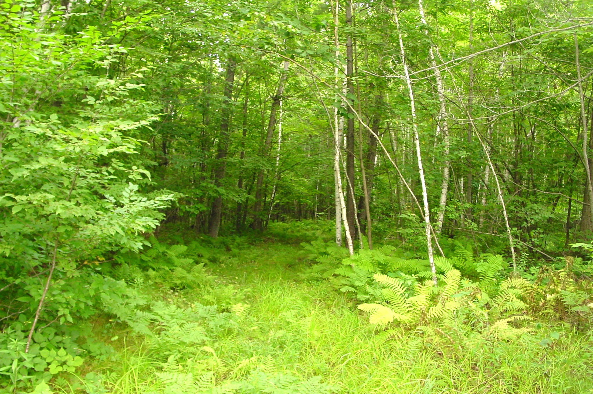 80 Acres On Bailey Road Property Photo 32