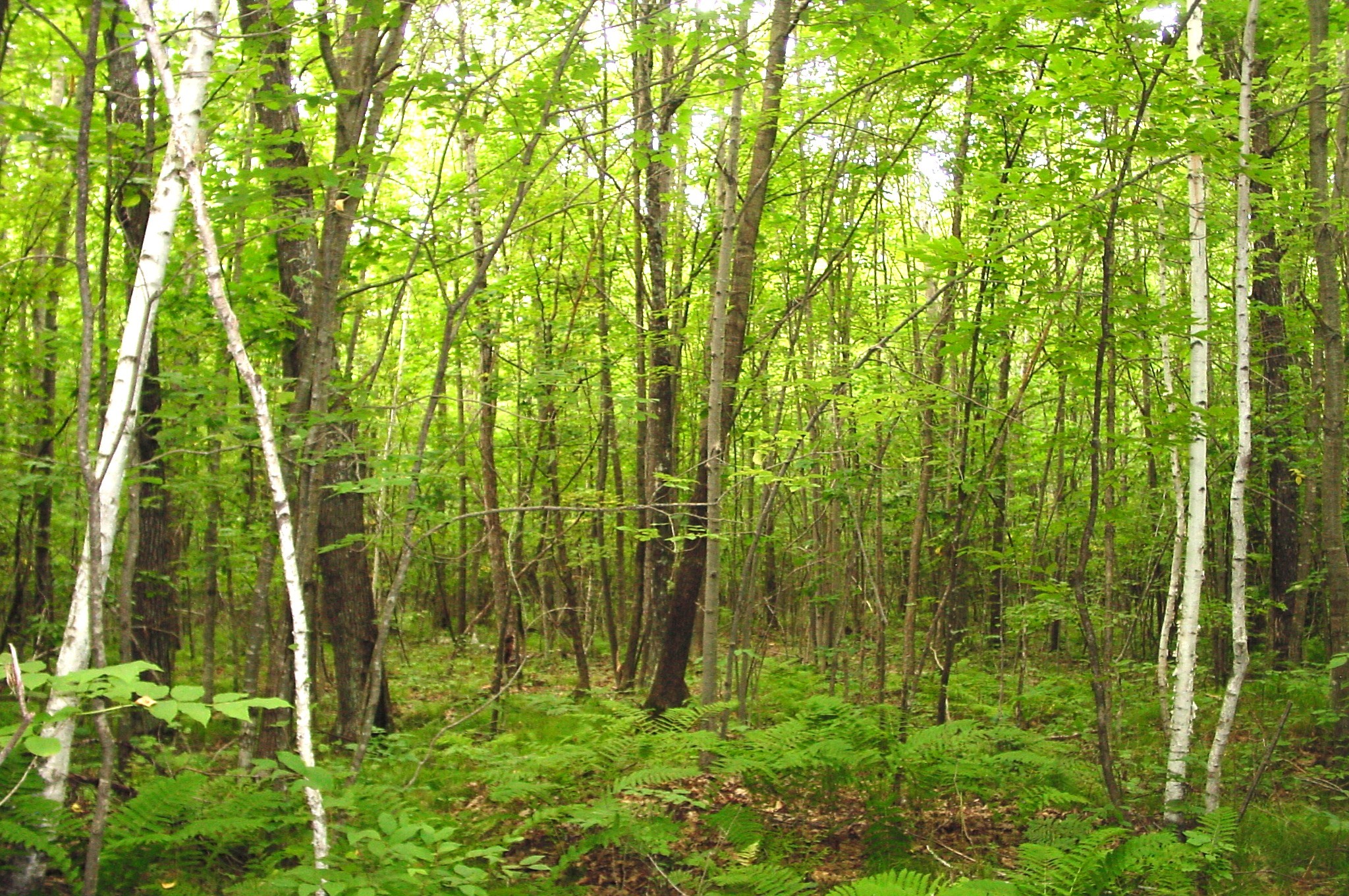 80 Acres On Bailey Road Property Photo 33