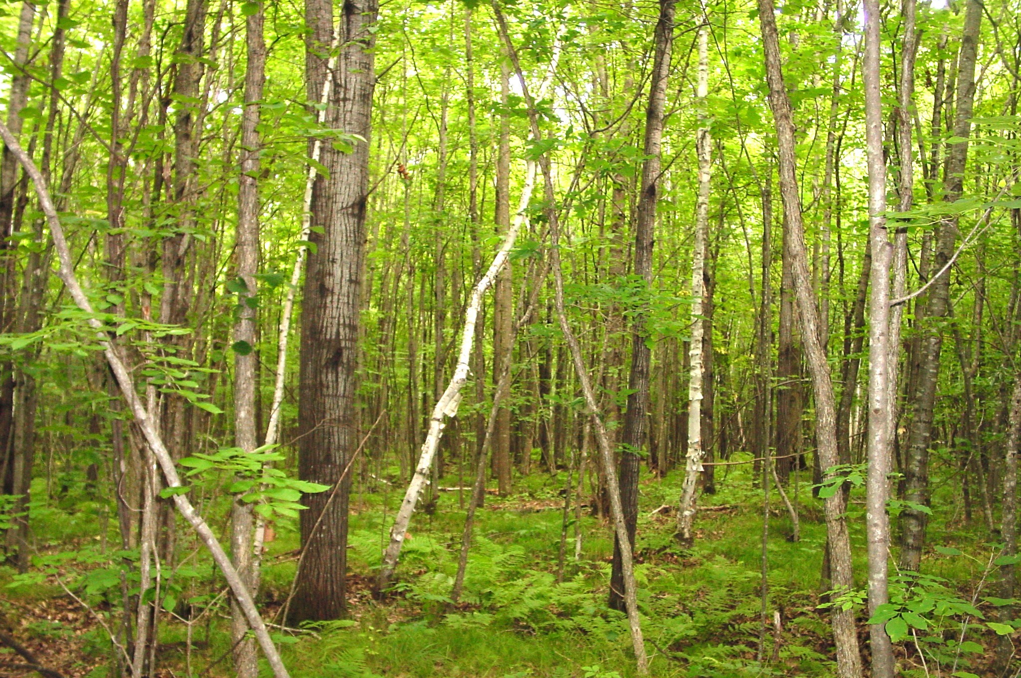80 Acres On Bailey Road Property Photo 34