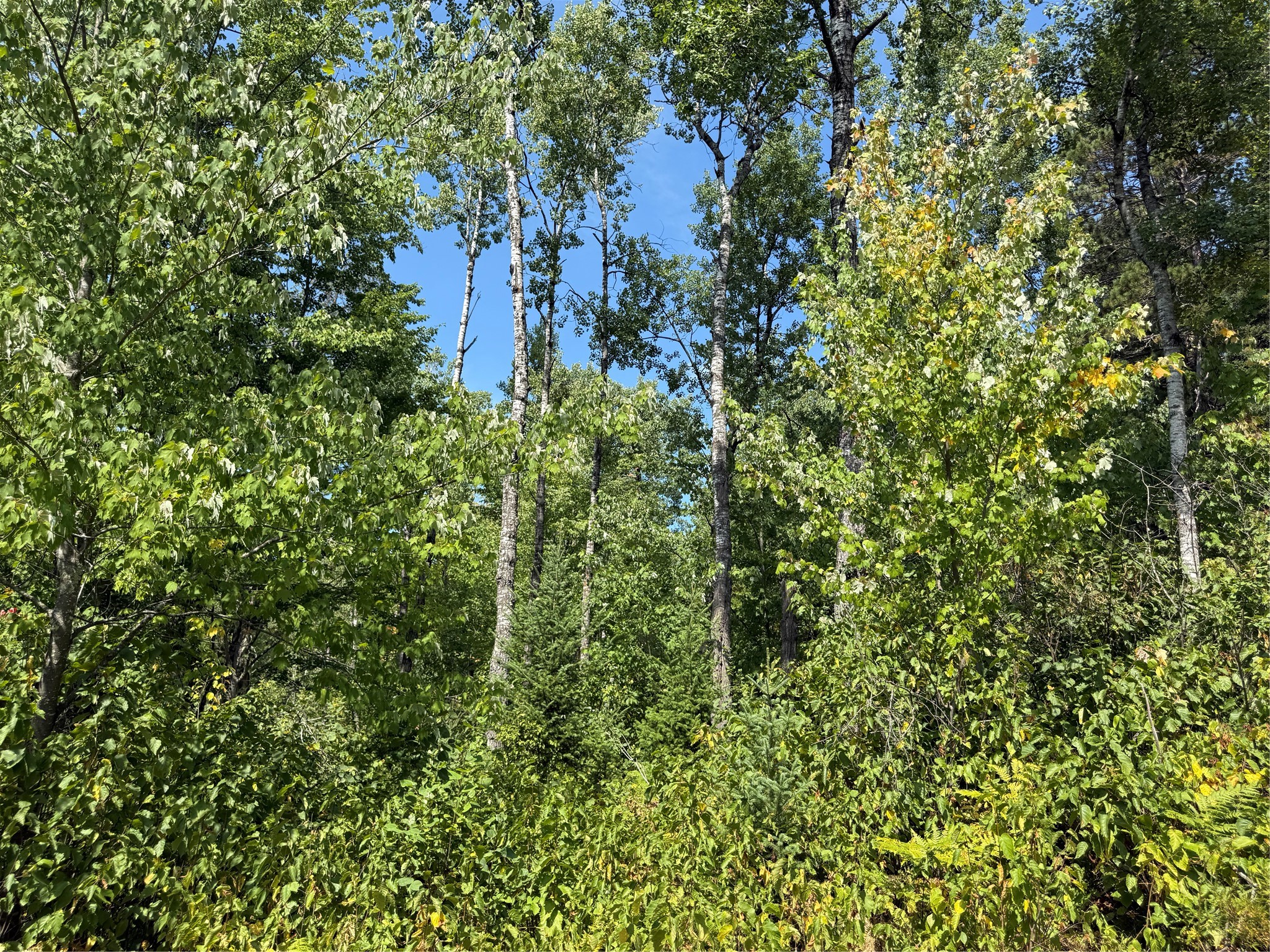 Lot 38 & 39 Stone Pine Drive Property Photo 7