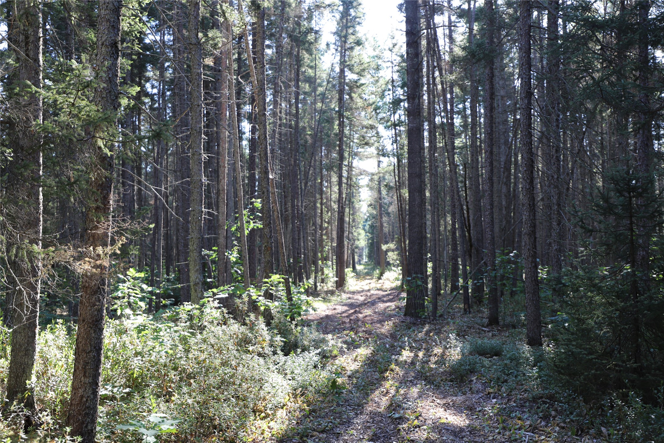 0000 Sand Lake Road Property Photo 19