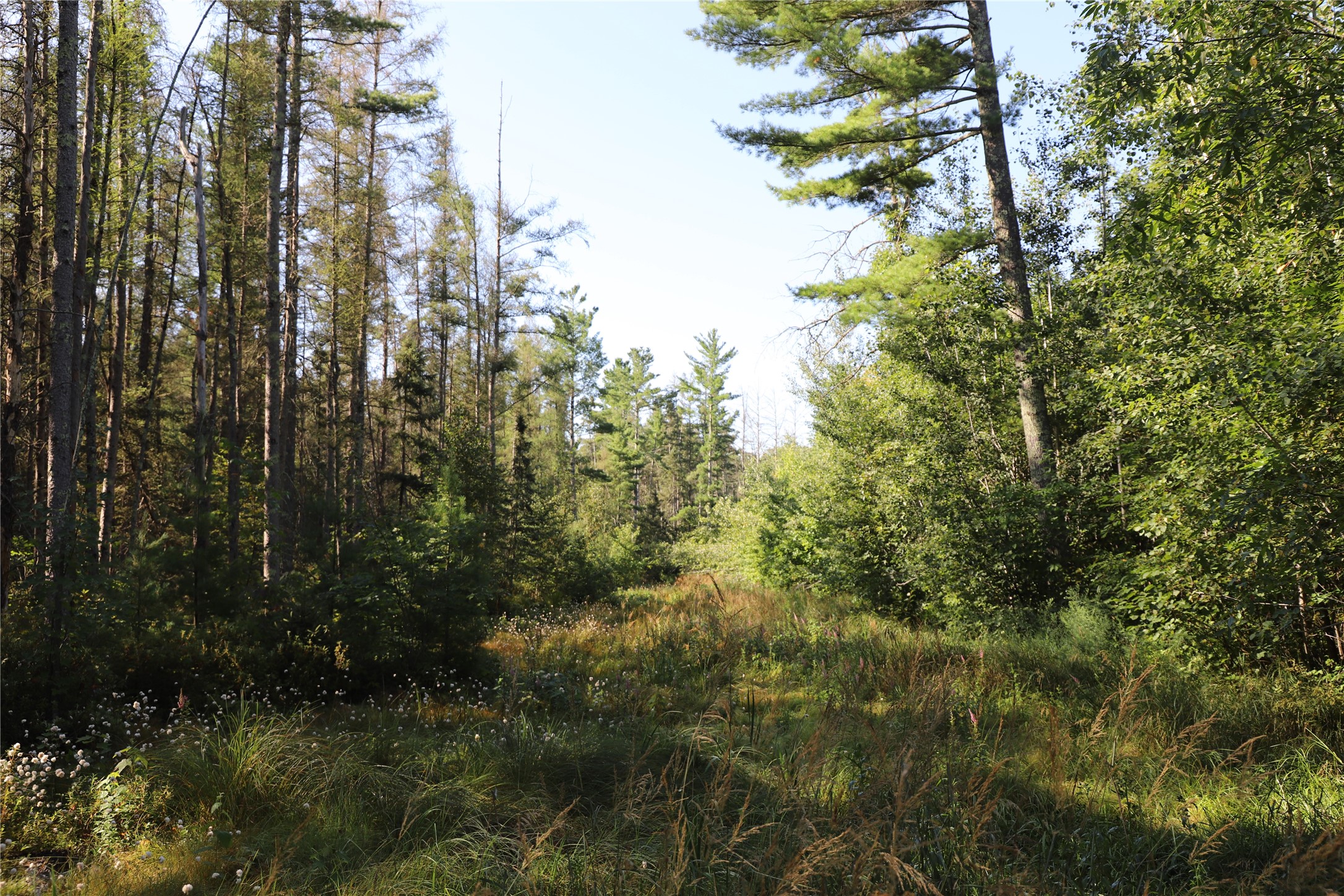 0000 Sand Lake Road Property Photo 35