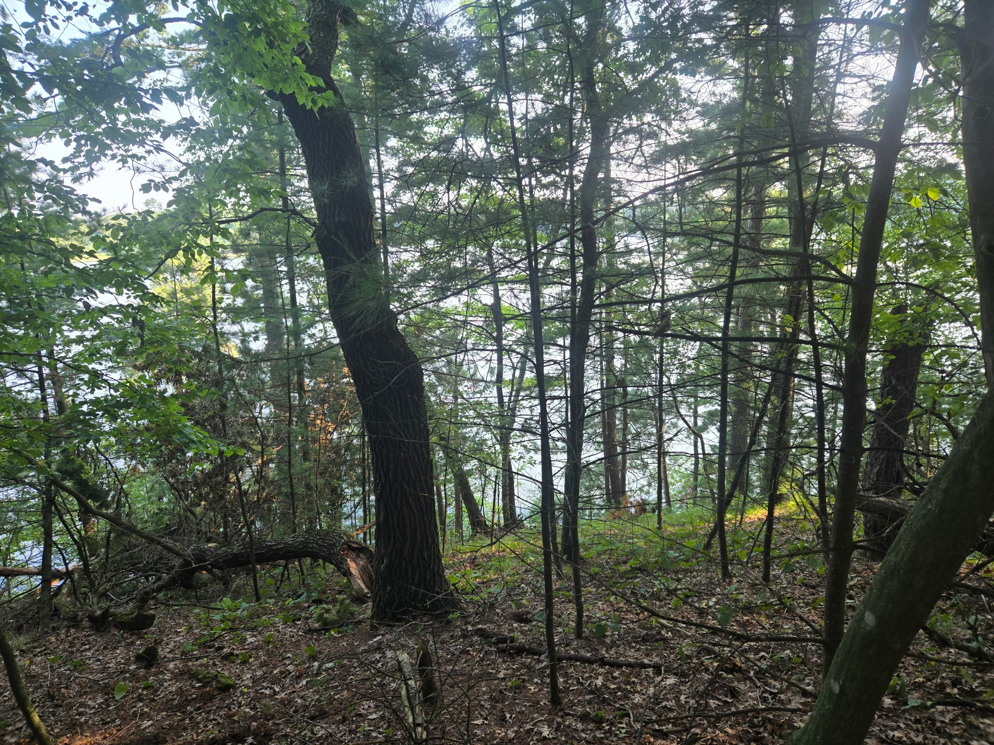 Lot 2 75th Ave Property Photo 2