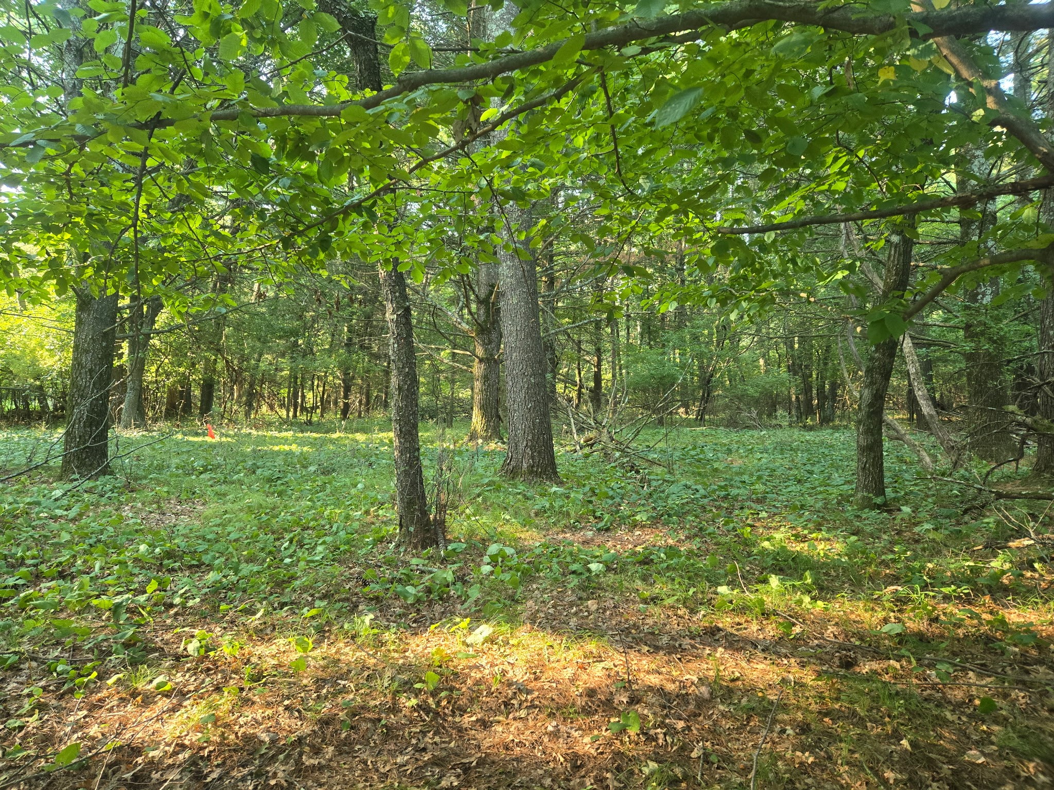 Lot 2 75th Ave Property Photo 3